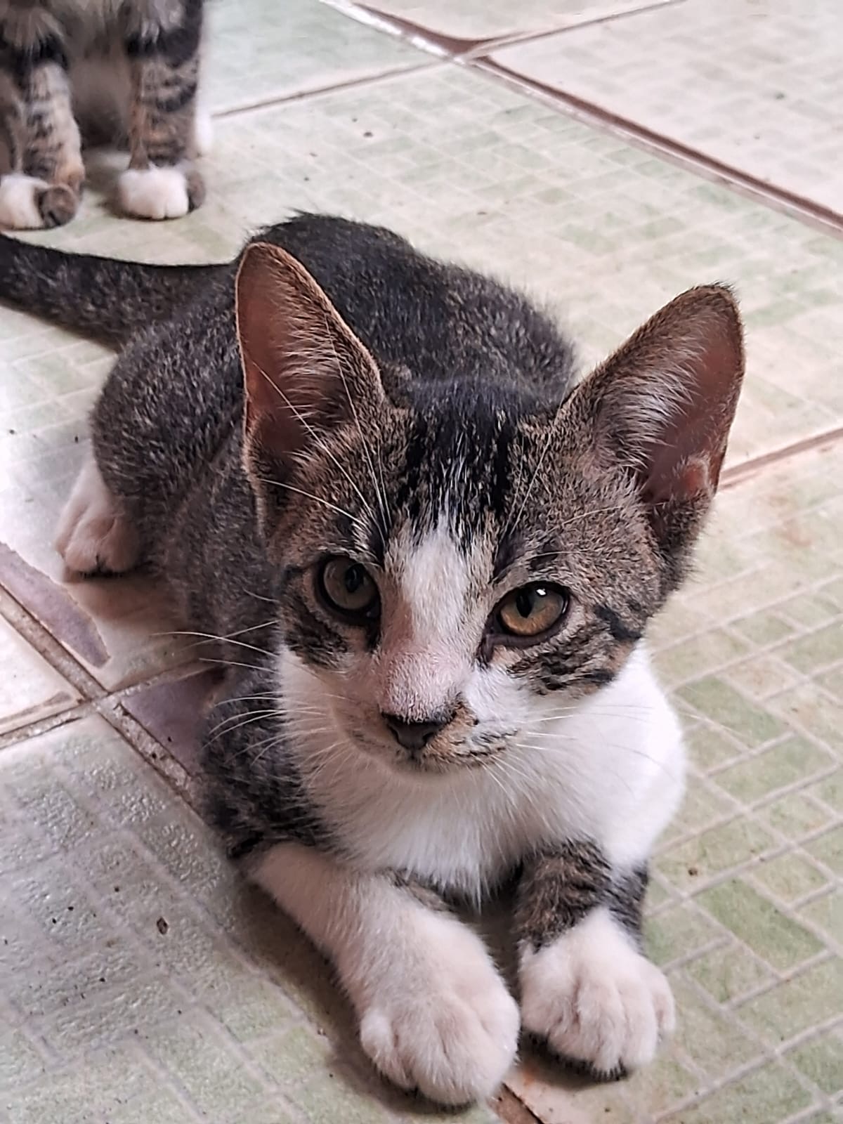 Portal Adocão Adota Gatinho filhote Recife