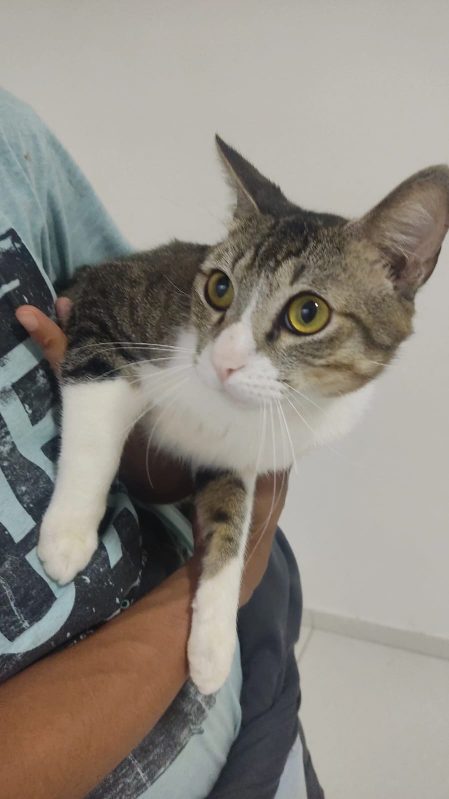 Portal Adocão Doação gatos Guarulhos