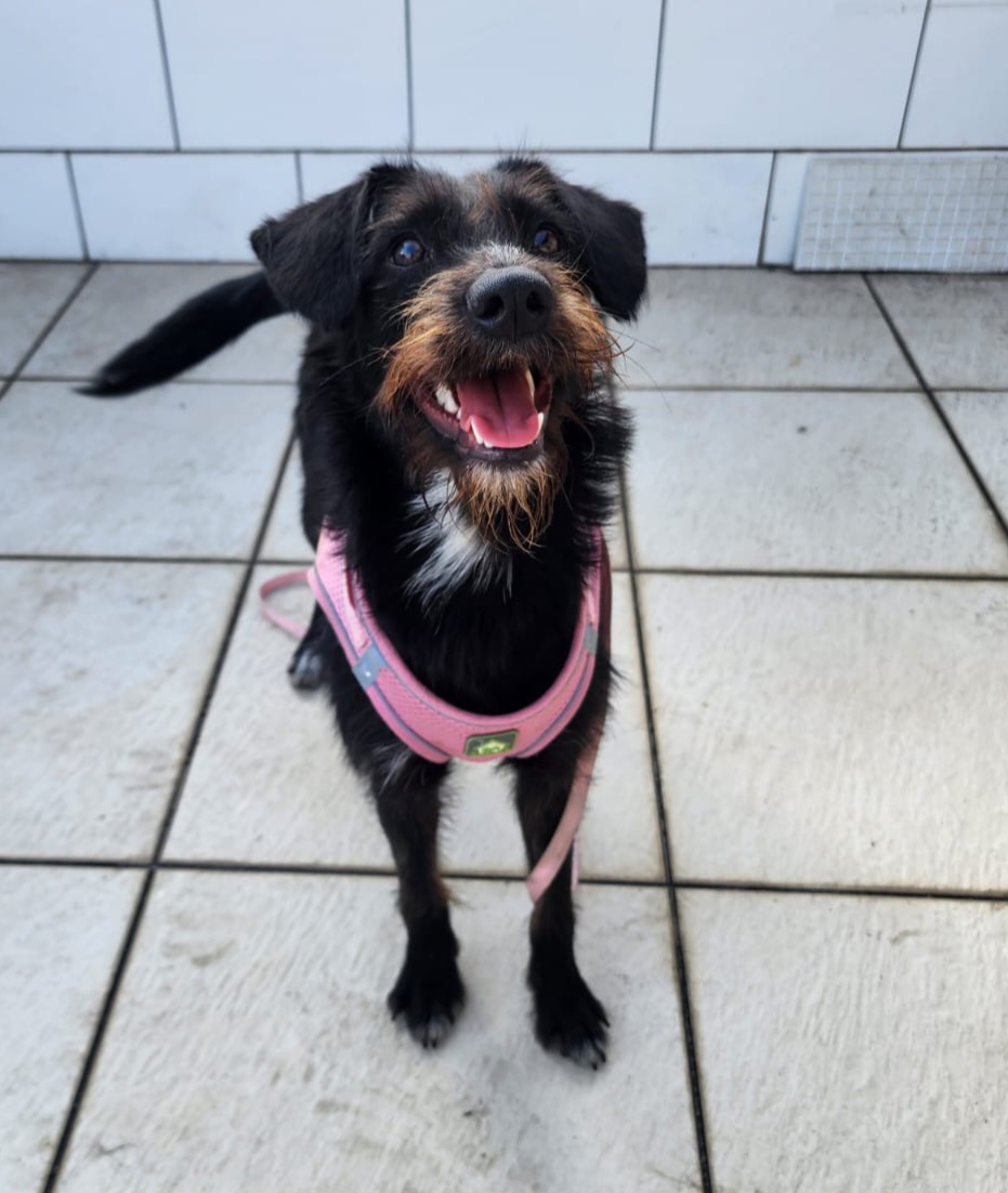 Portal Adocão Cachorrinha castrada e vacinada de 11 meses para adoção responsável no Rio de Janeiro  Rio de Janeiro 