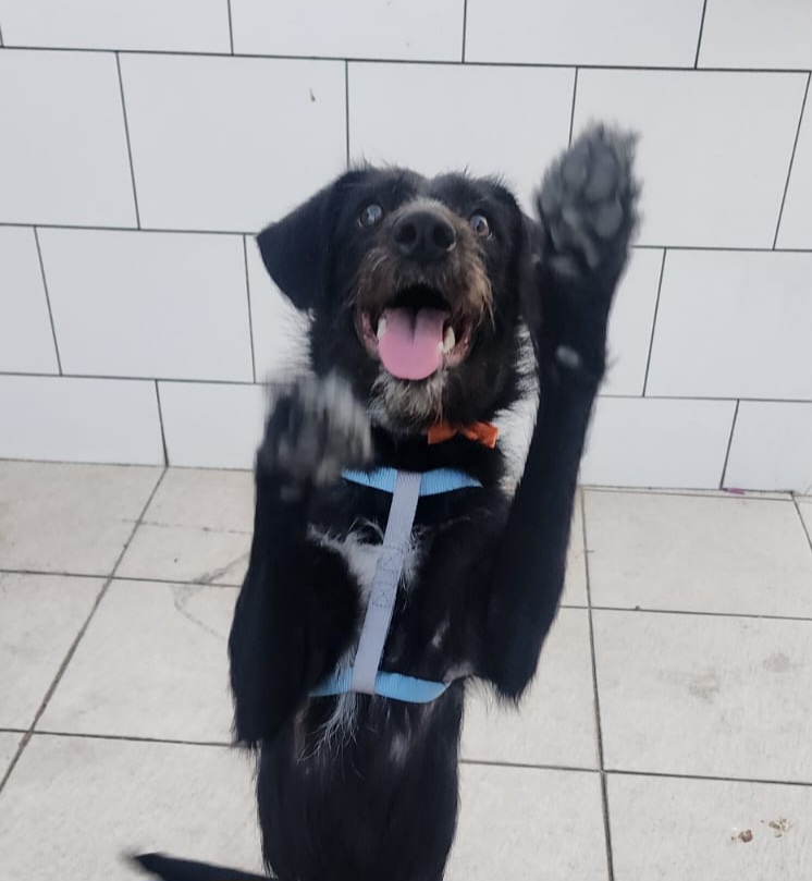Portal Adocão Cachorrinha castrada e vacinada de 11 meses para adoção responsável no Rio de Janeiro  Rio de Janeiro 