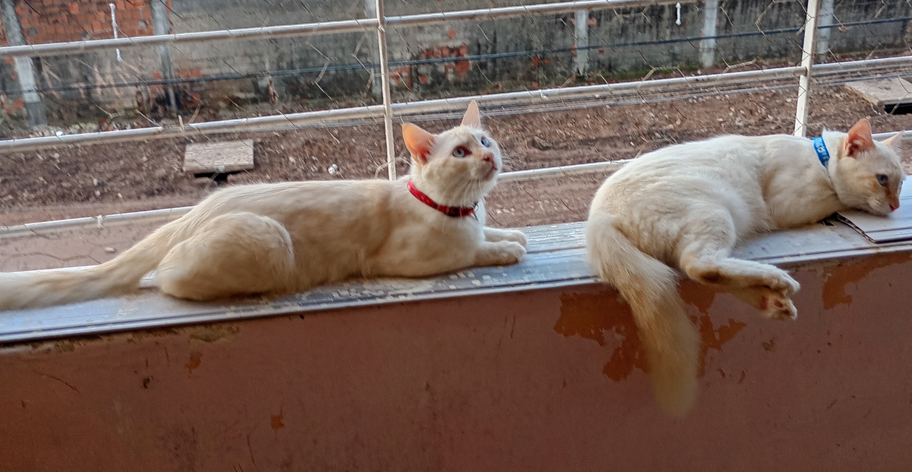 Portal Adocão Lindo gatinho Paulista