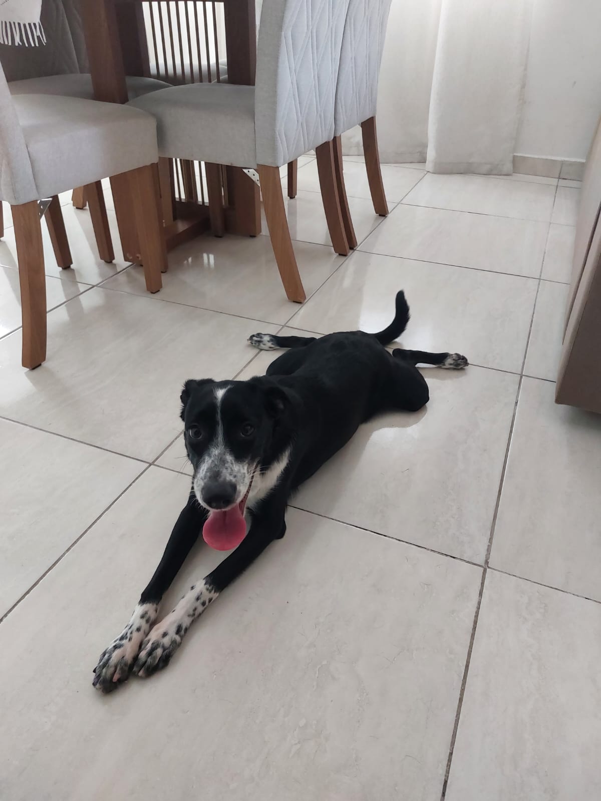 Portal Adocão Cachorrinha para adoção Recife