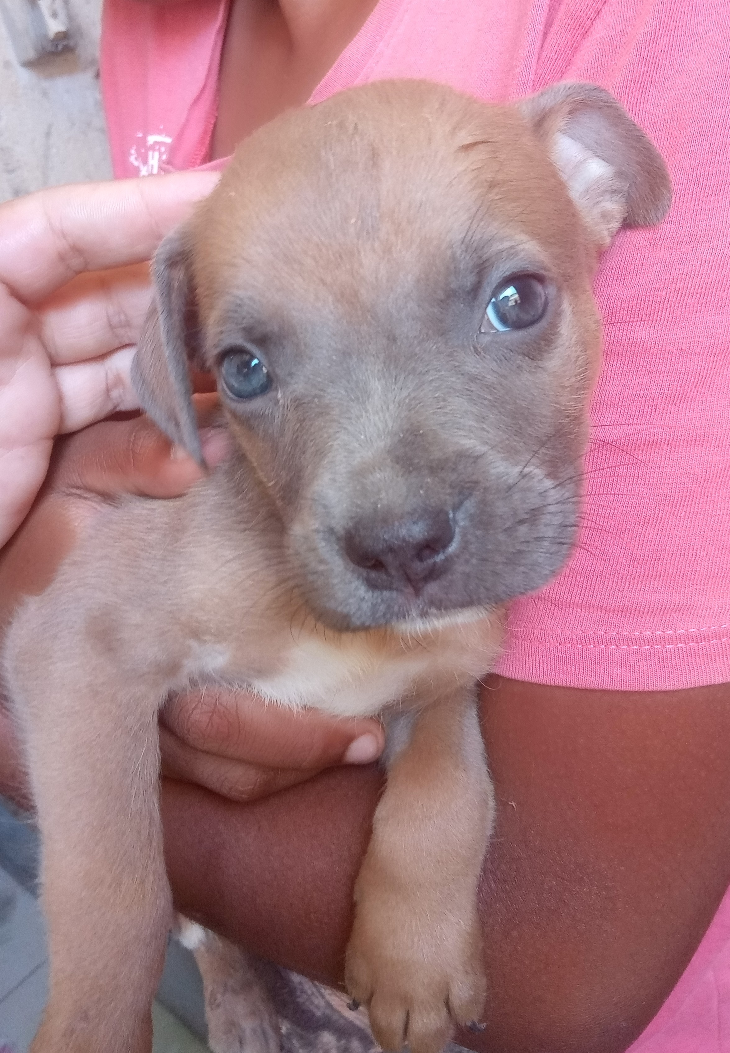 Portal Adocão Filhotes American bully  Belo Horizonte 