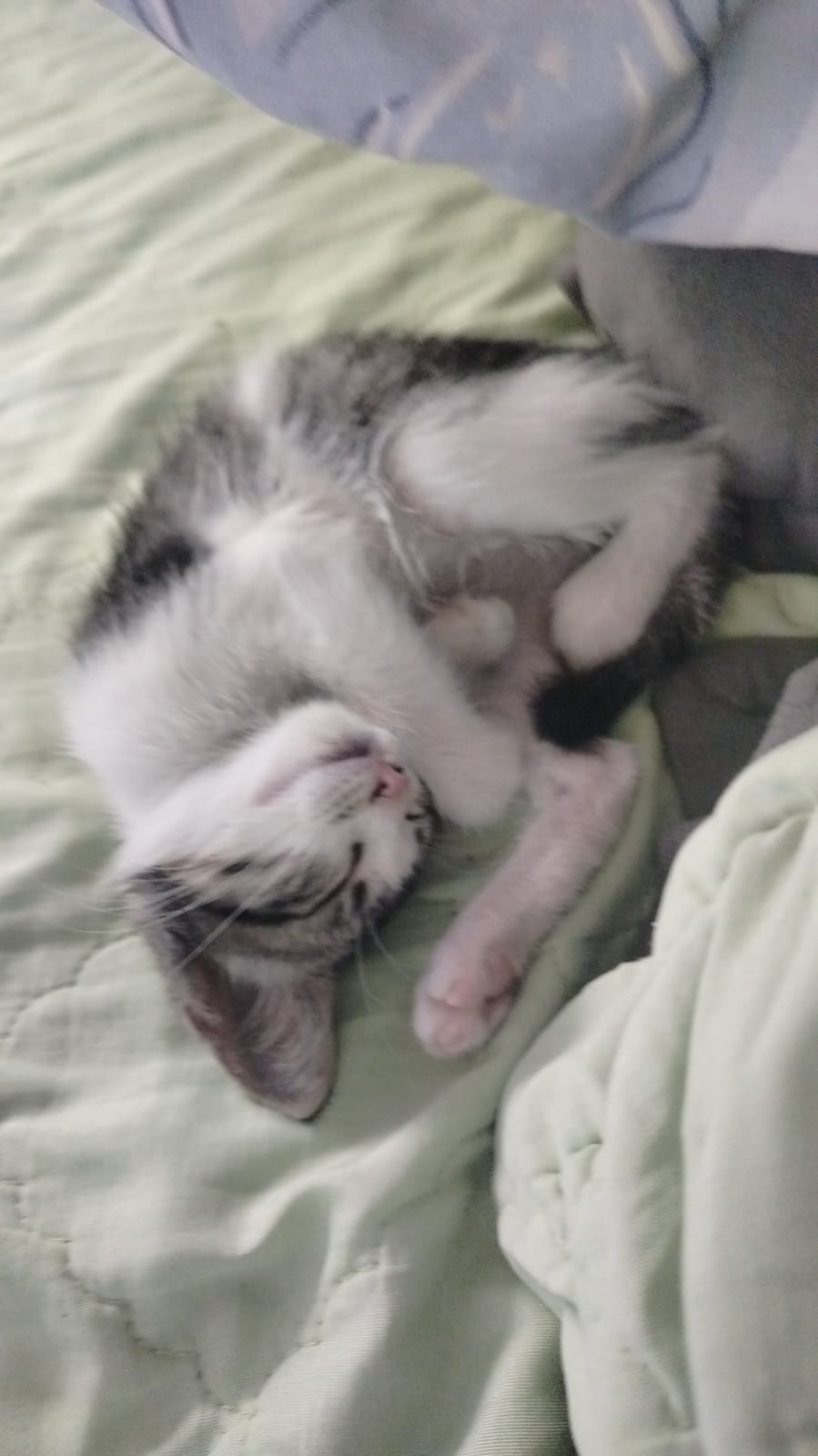 Portal Adocão Gatinho para adoção  Abreu e lima 