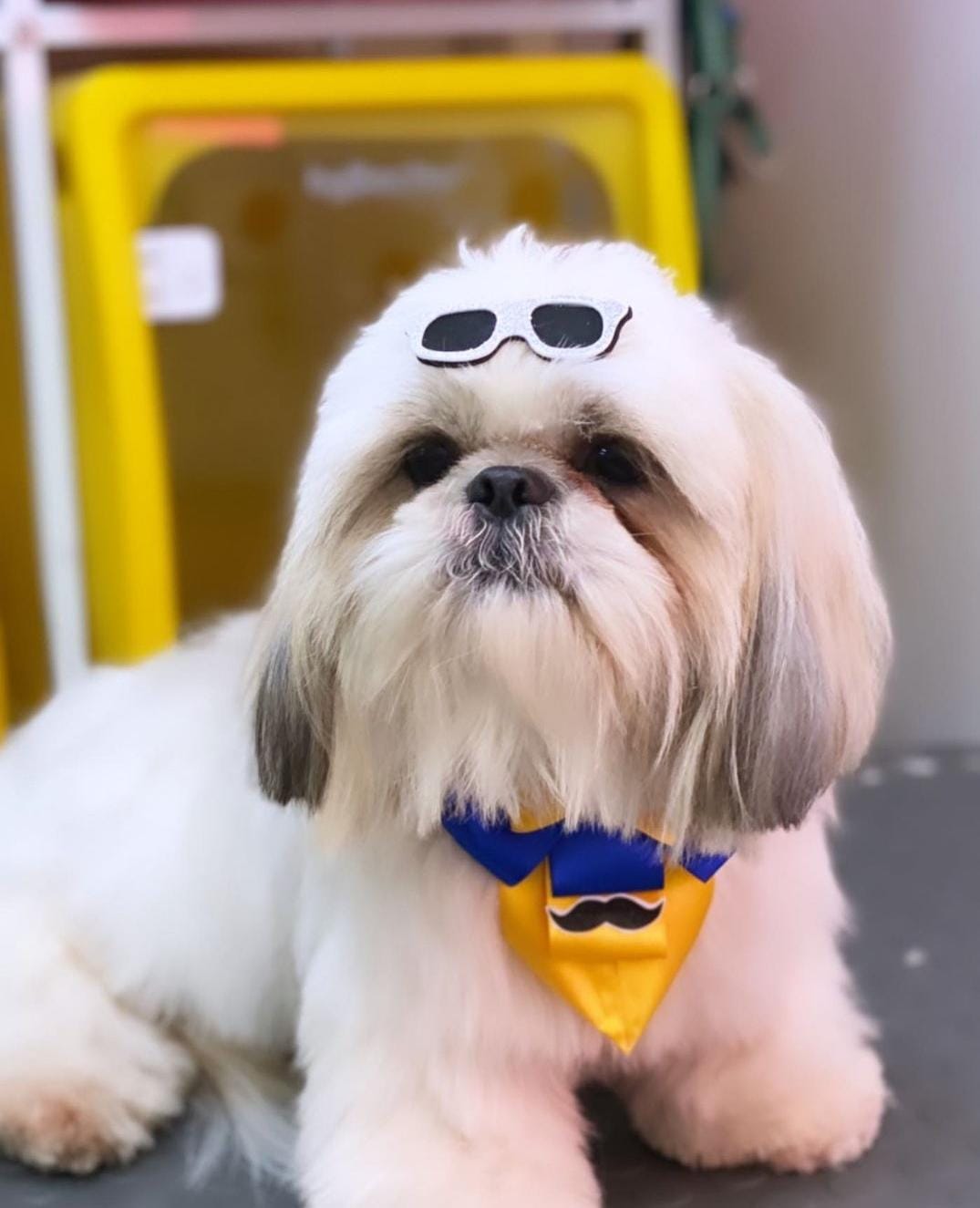 Portal Adocão Shih Tzu Macho 2 anos e 7 meses Contagem 