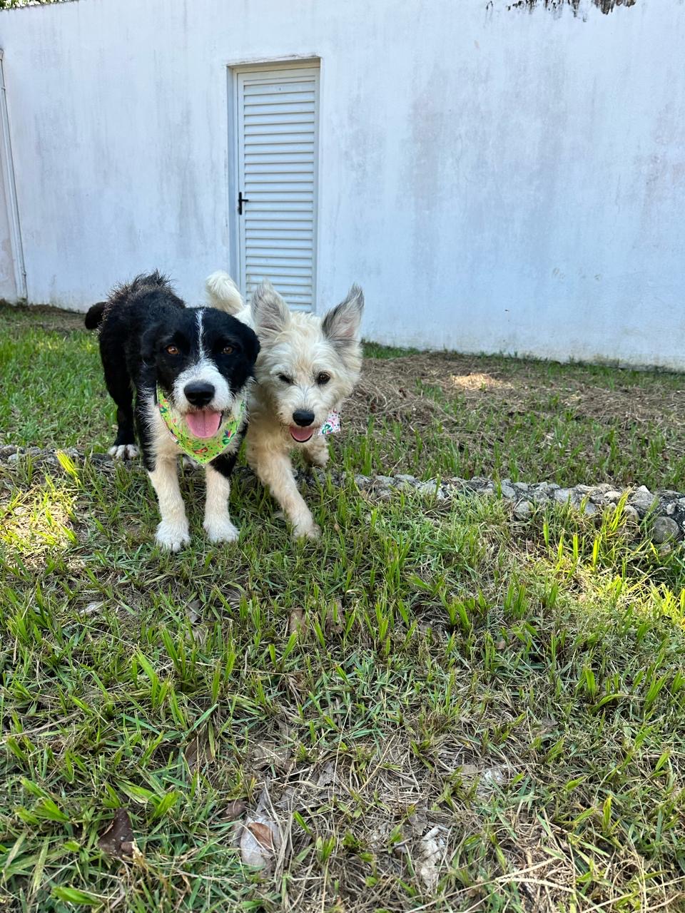 Portal Adocão 2 cães para adoção - Castrados  Florianópolis 