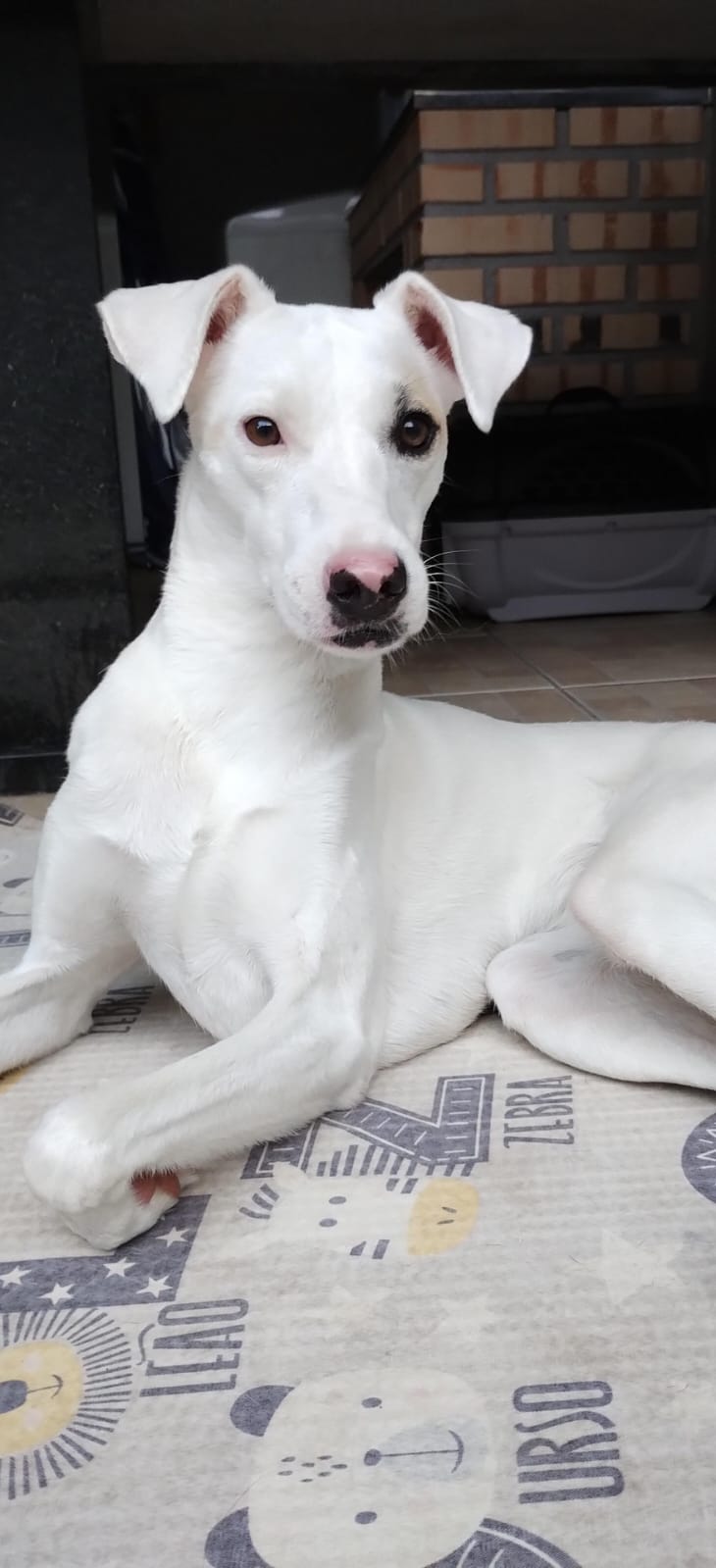 Portal Adocão Cachorrinha Milk Itajaí 