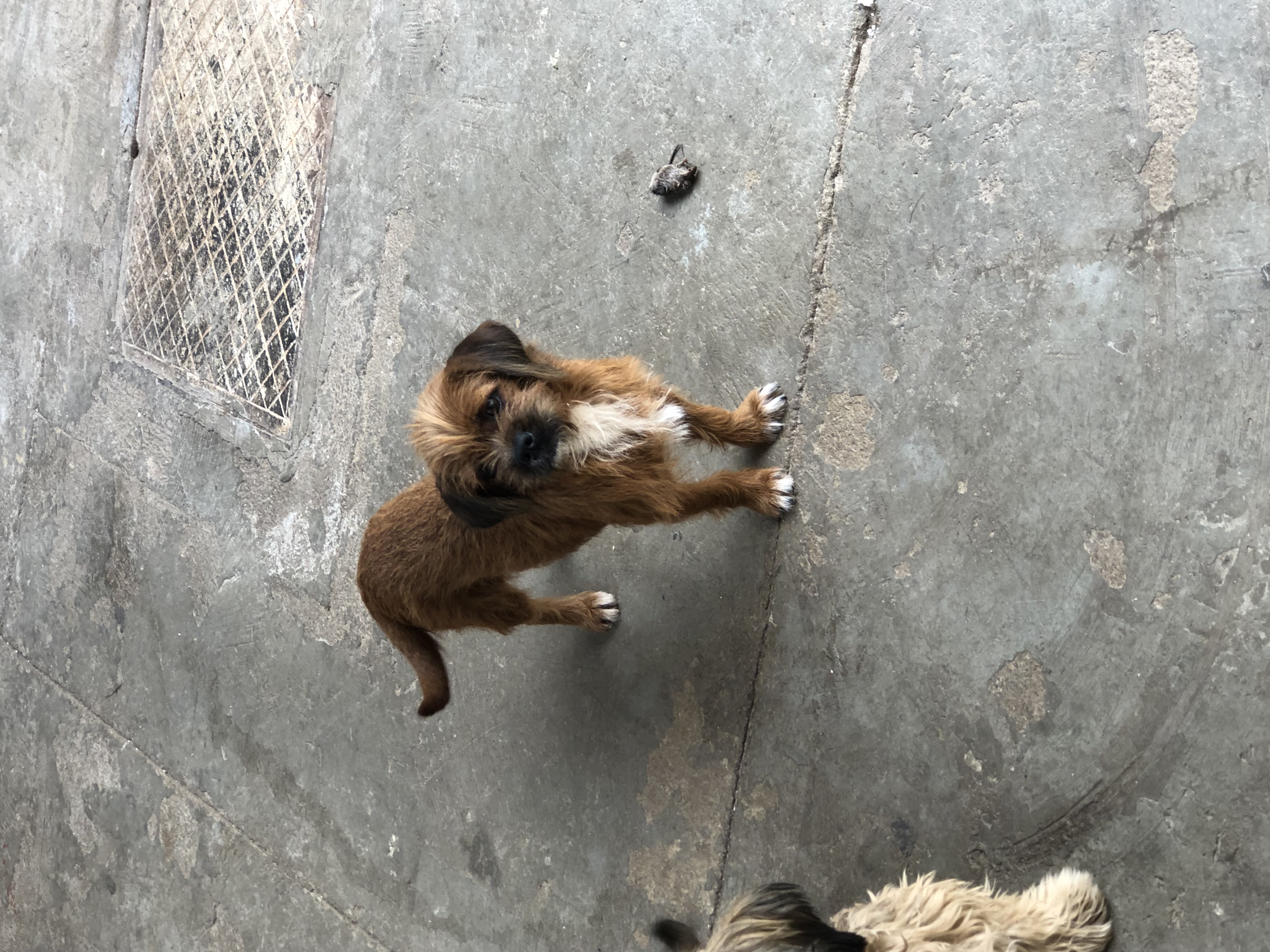 Portal Adocão Adoção de dois cachorros  Goiânia 