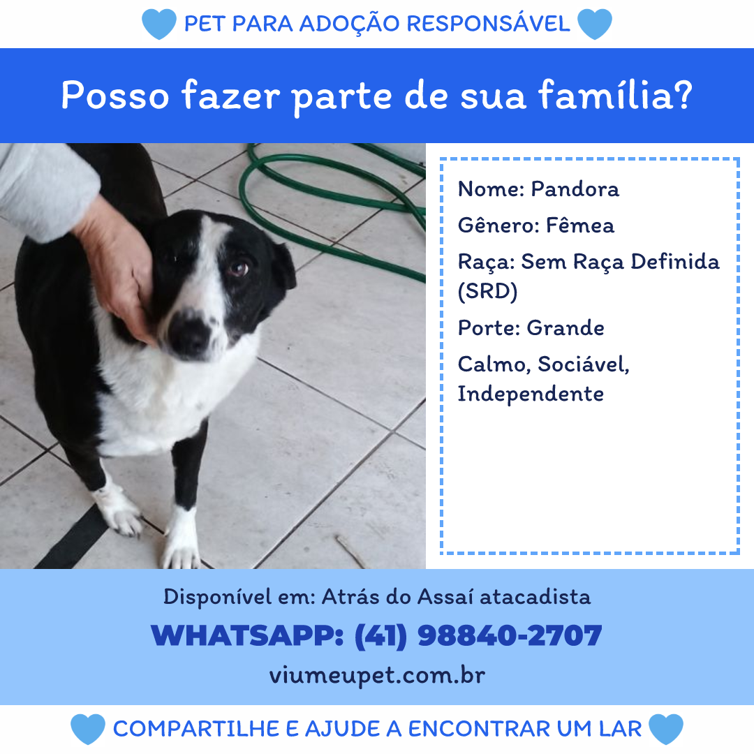 Portal Adocão Estou doando cachorra  Curitiba