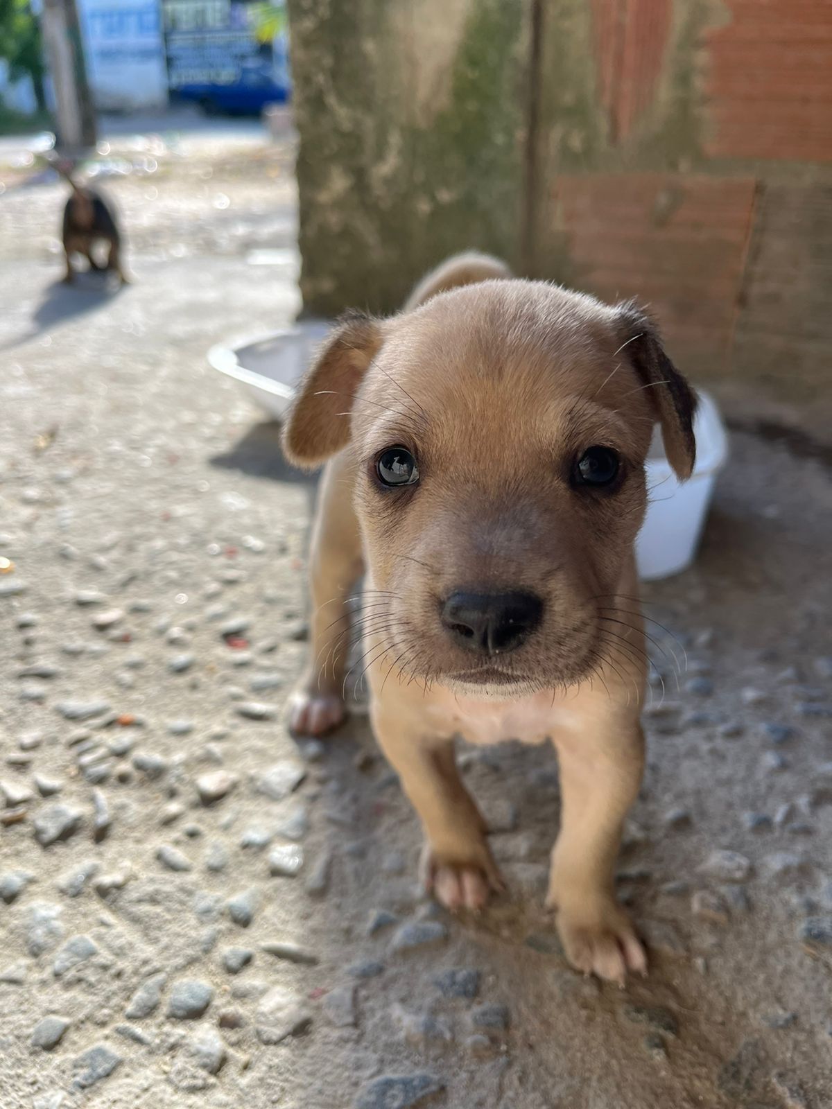 Portal Adocão Cachorro filhote macho  Caucaia 