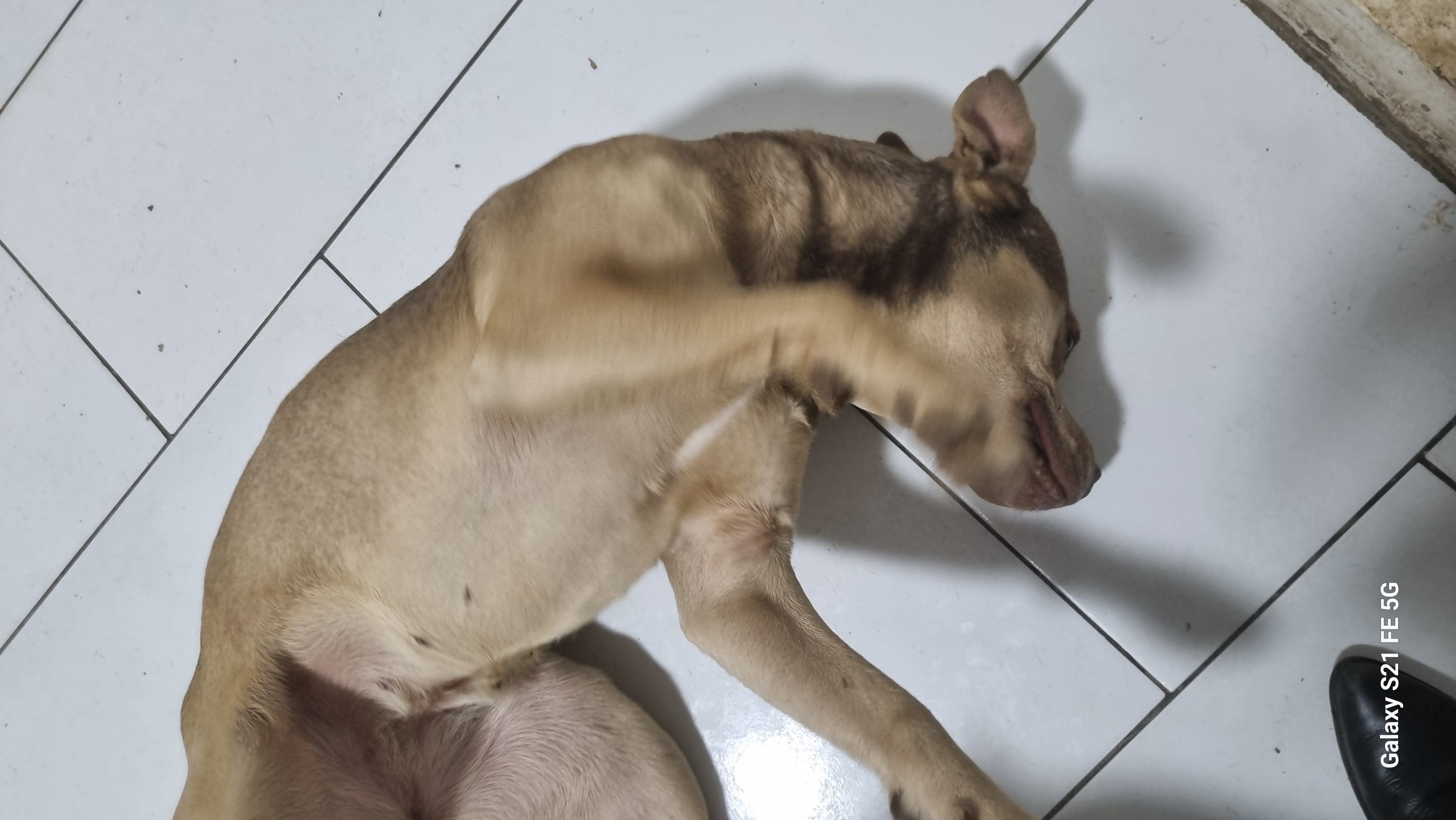 Portal Adocão doa-se cadela mestiça Pitbull Curitiba 