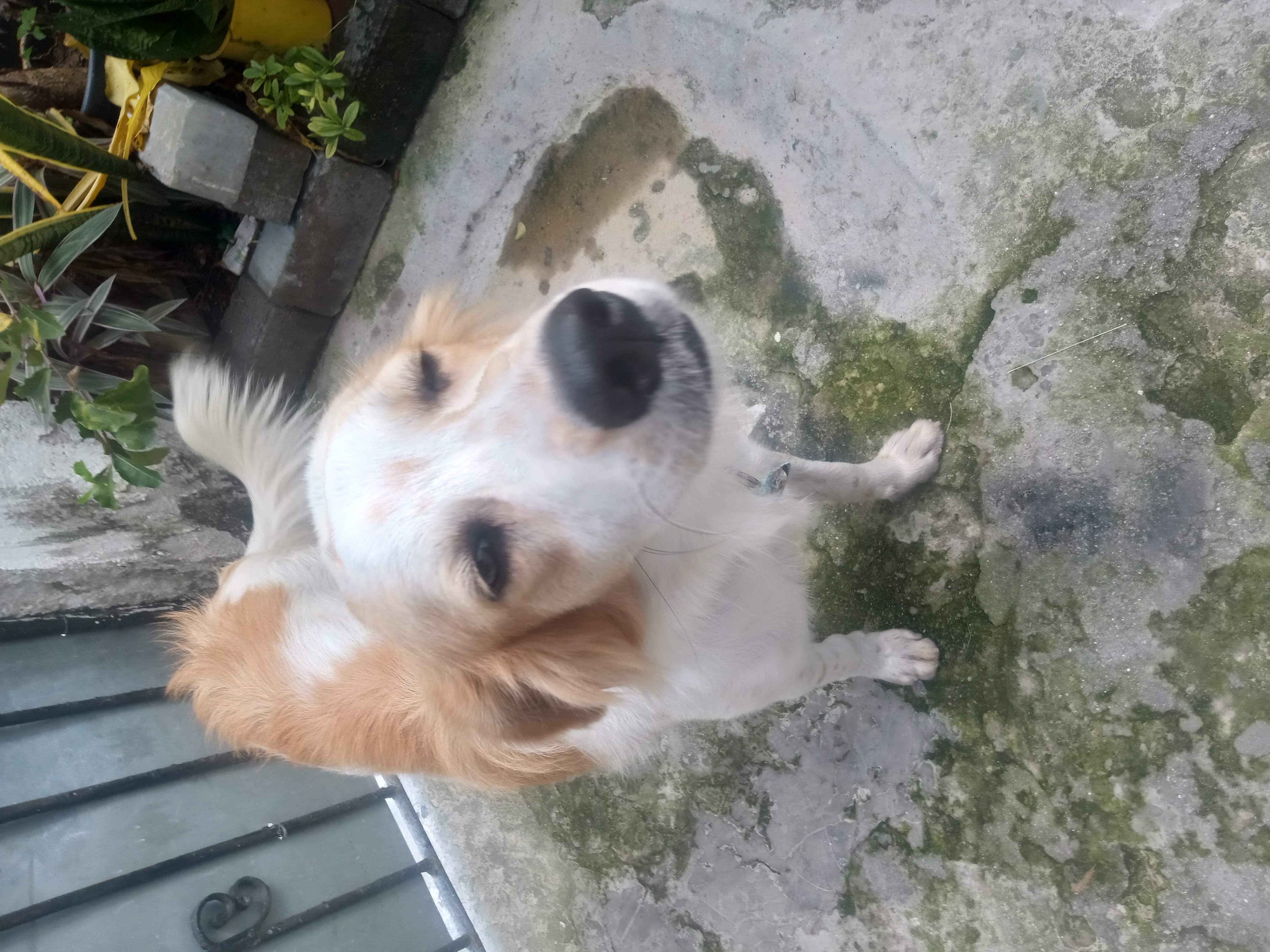 Portal Adocão Cachorro pra ser adotado Recife