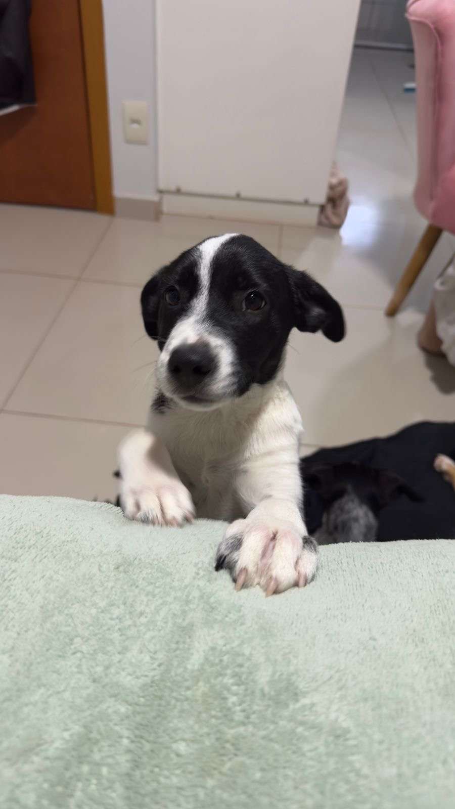 Portal Adocão Adoção responsável  Goiania