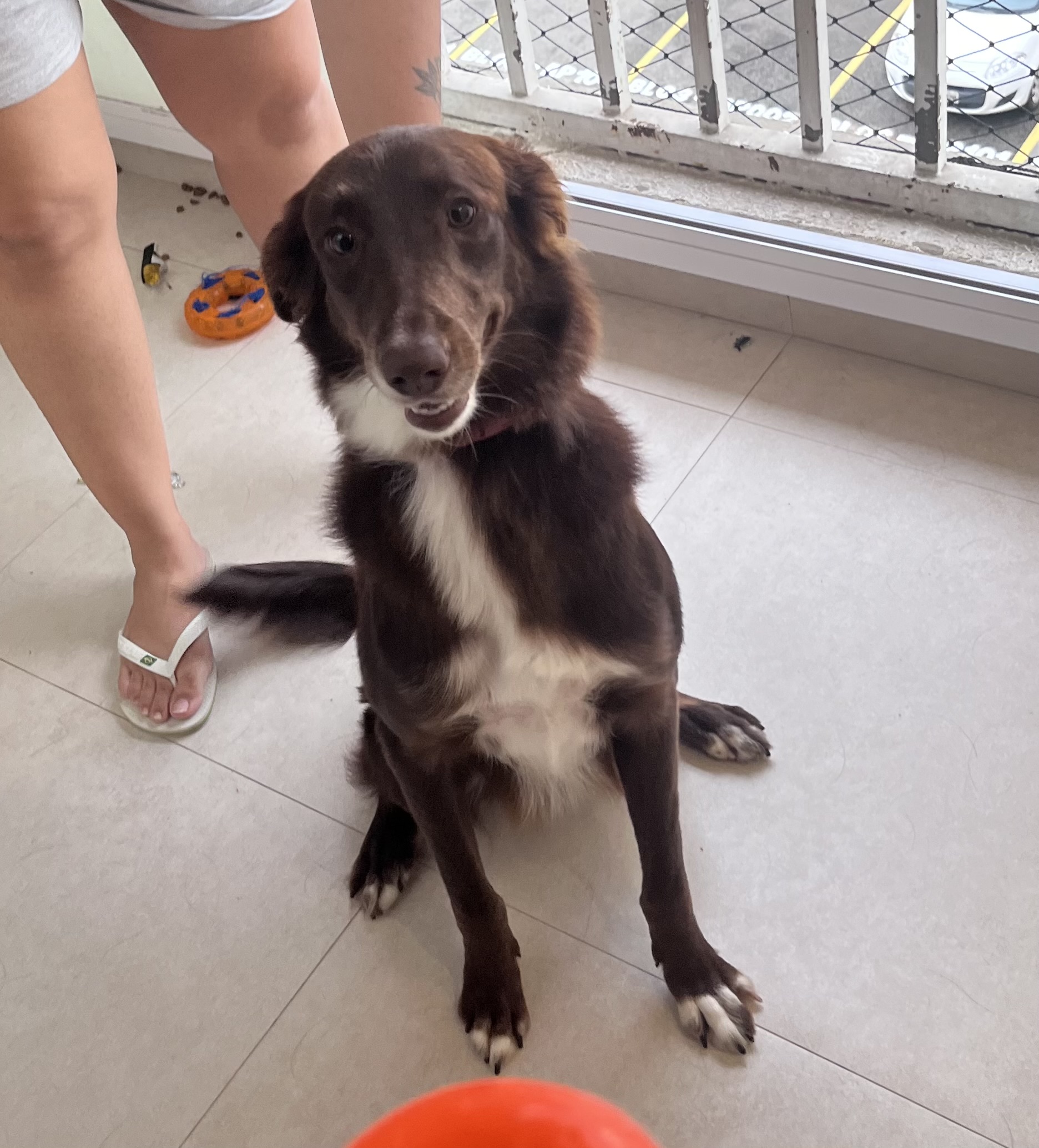 Portal Adocão BORDER COLLIE ADORAVEL PARA ADOCAO RESPONSAVEL São Luís 