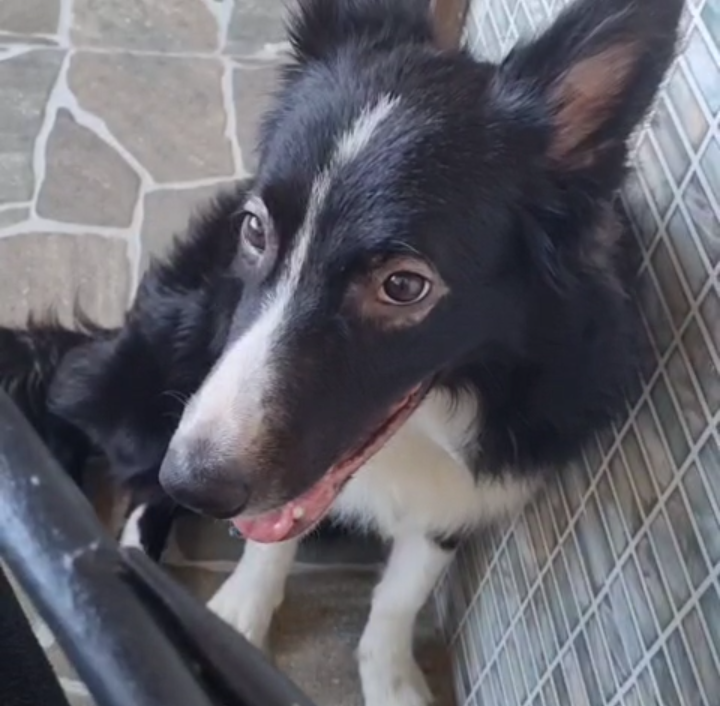 Portal Adocão Adoção de Boder Collie  Salvador, Itapuã 
