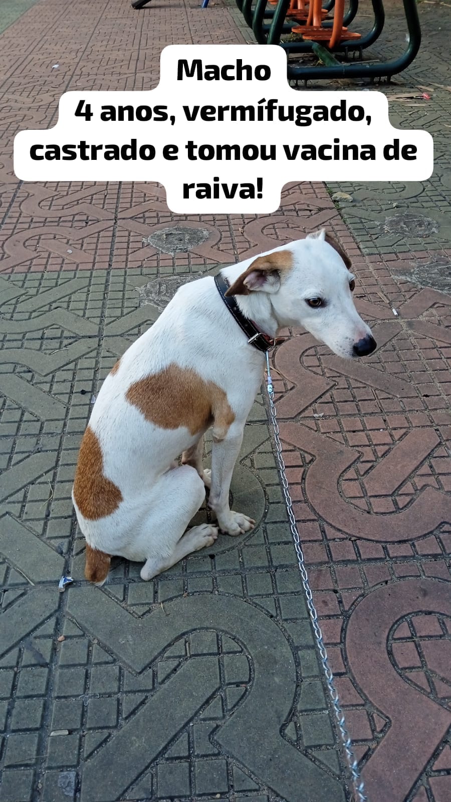 Portal Adocão ADOÇÃO  Volta Redonda