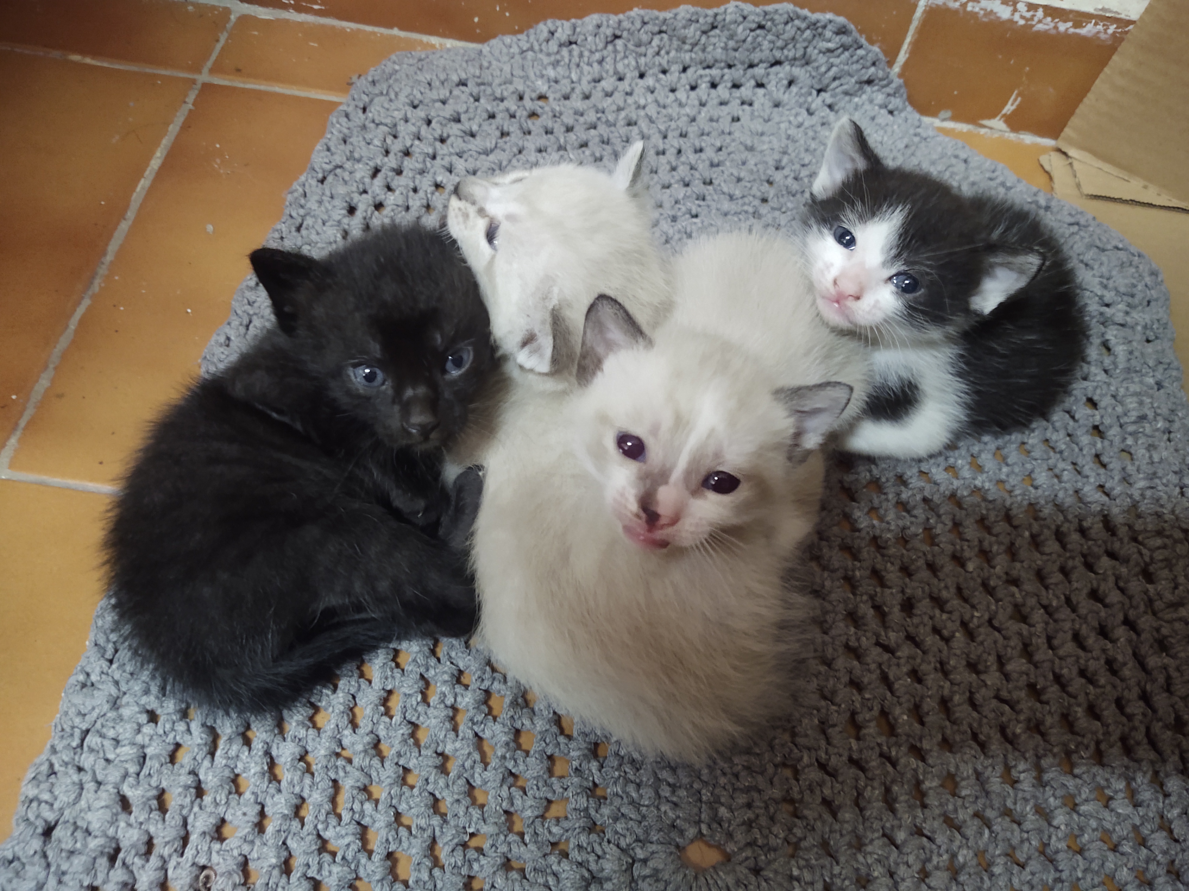 Portal Adocão Doa-se gatinhos de 1 mês  Limeira 