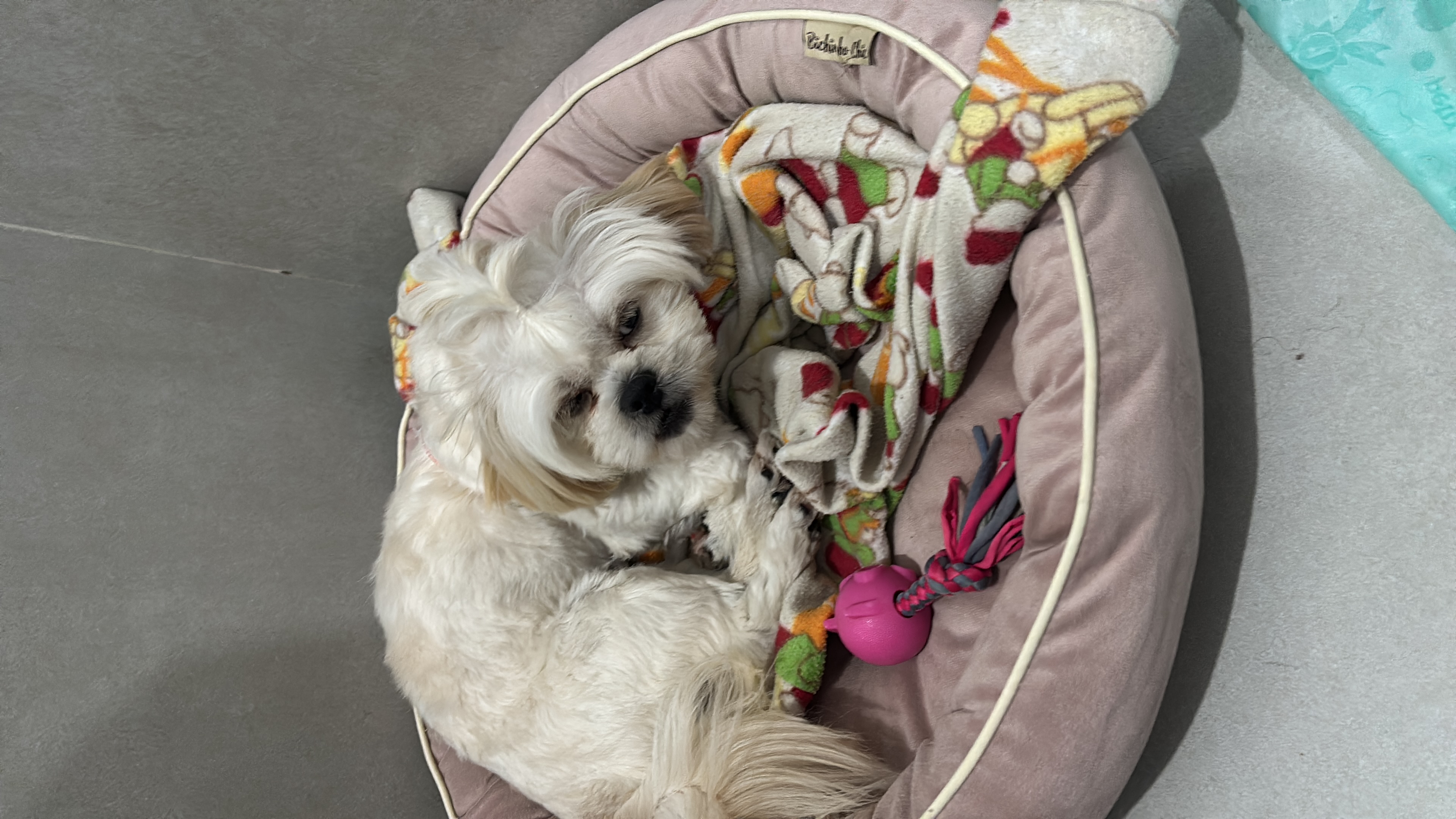 Portal Adocão Lhasa Apso para adoção  São Paulo 