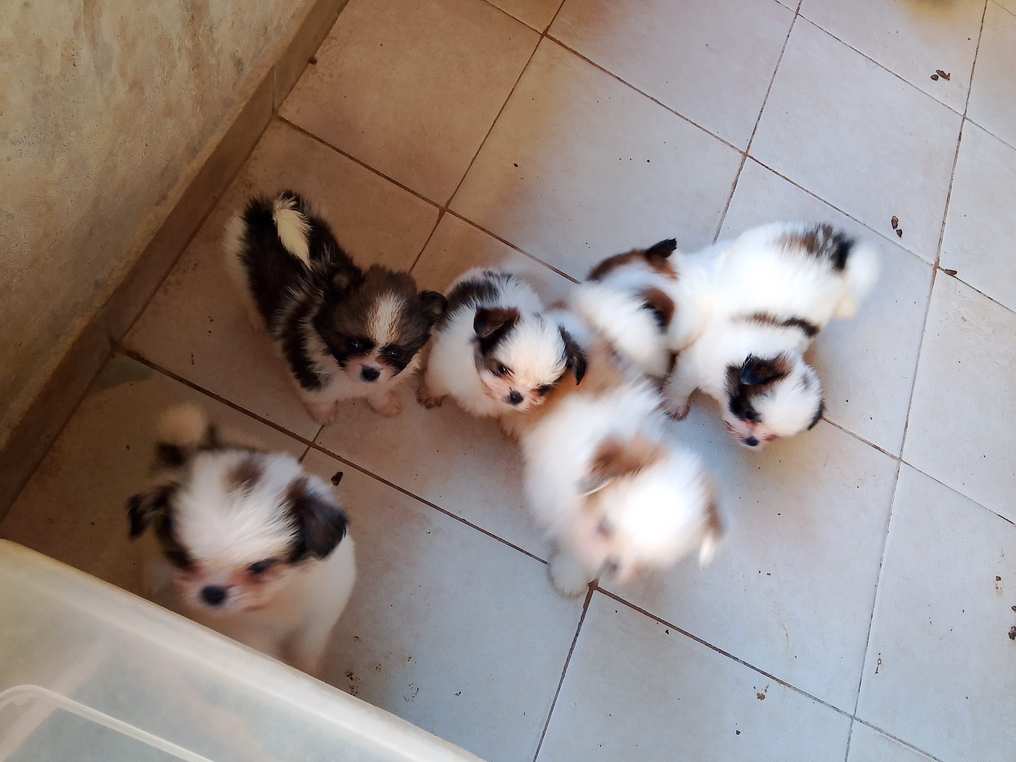 Portal Adocão Filhotes de Shih tzu! Cabo Frio