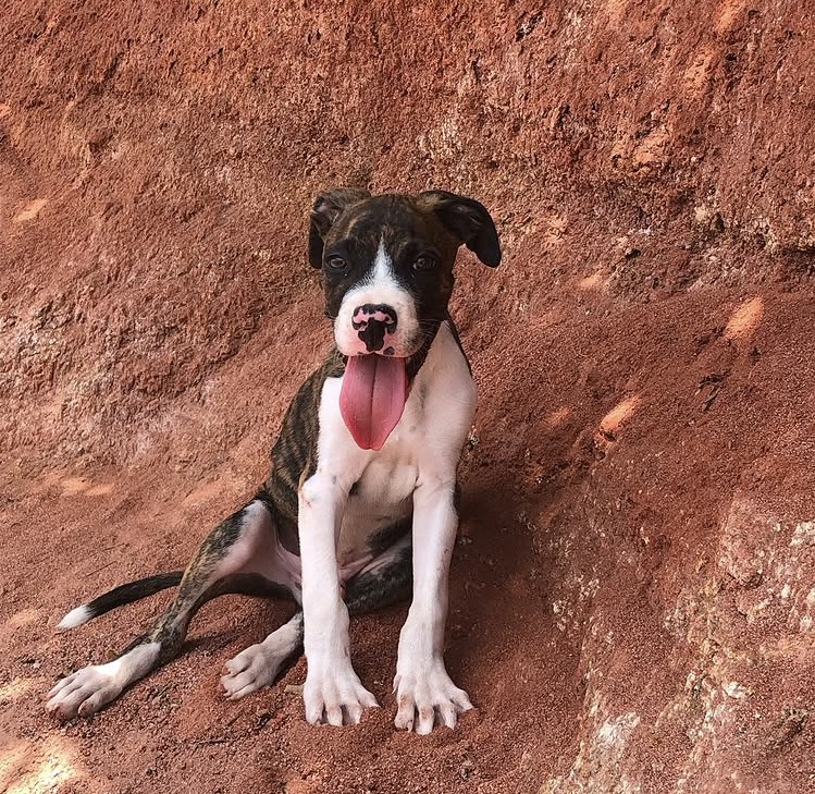 Portal Adocão Doação Lindo filhote de Boxer Guarapari 