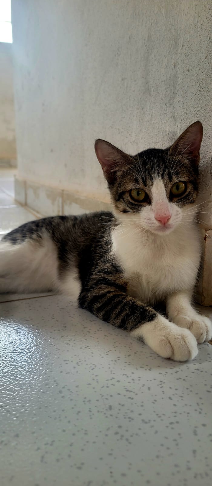Portal Adocão Gatinha rajada para adoção  Recife
