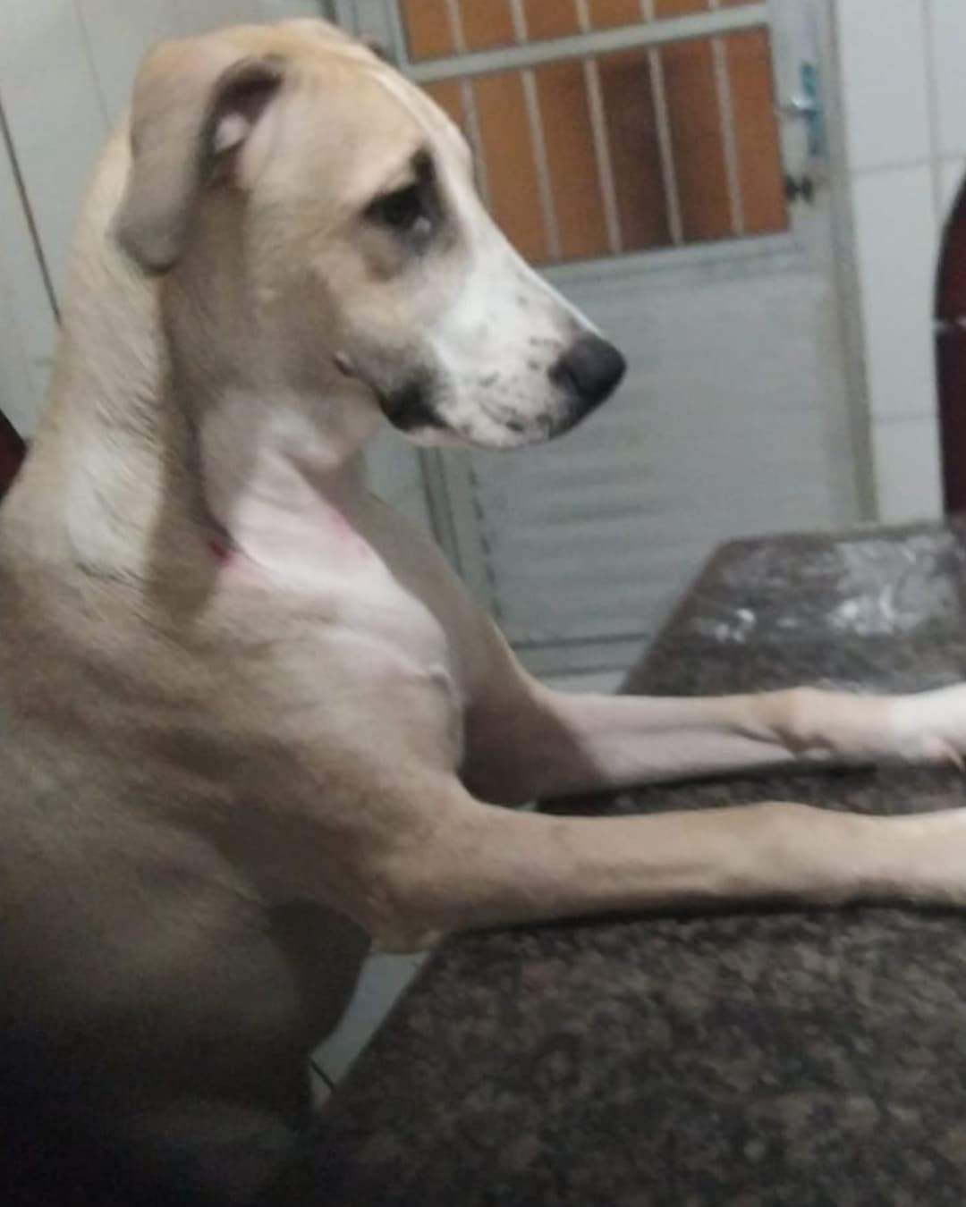 Portal Adocão Doa - se uma cachorra de 8 meses São Paulo 