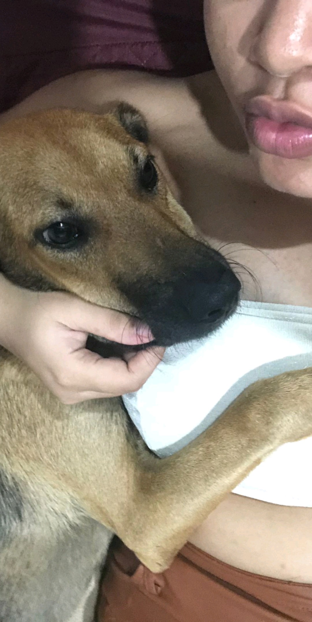 Portal Adocão Adoçao do pet Natal 