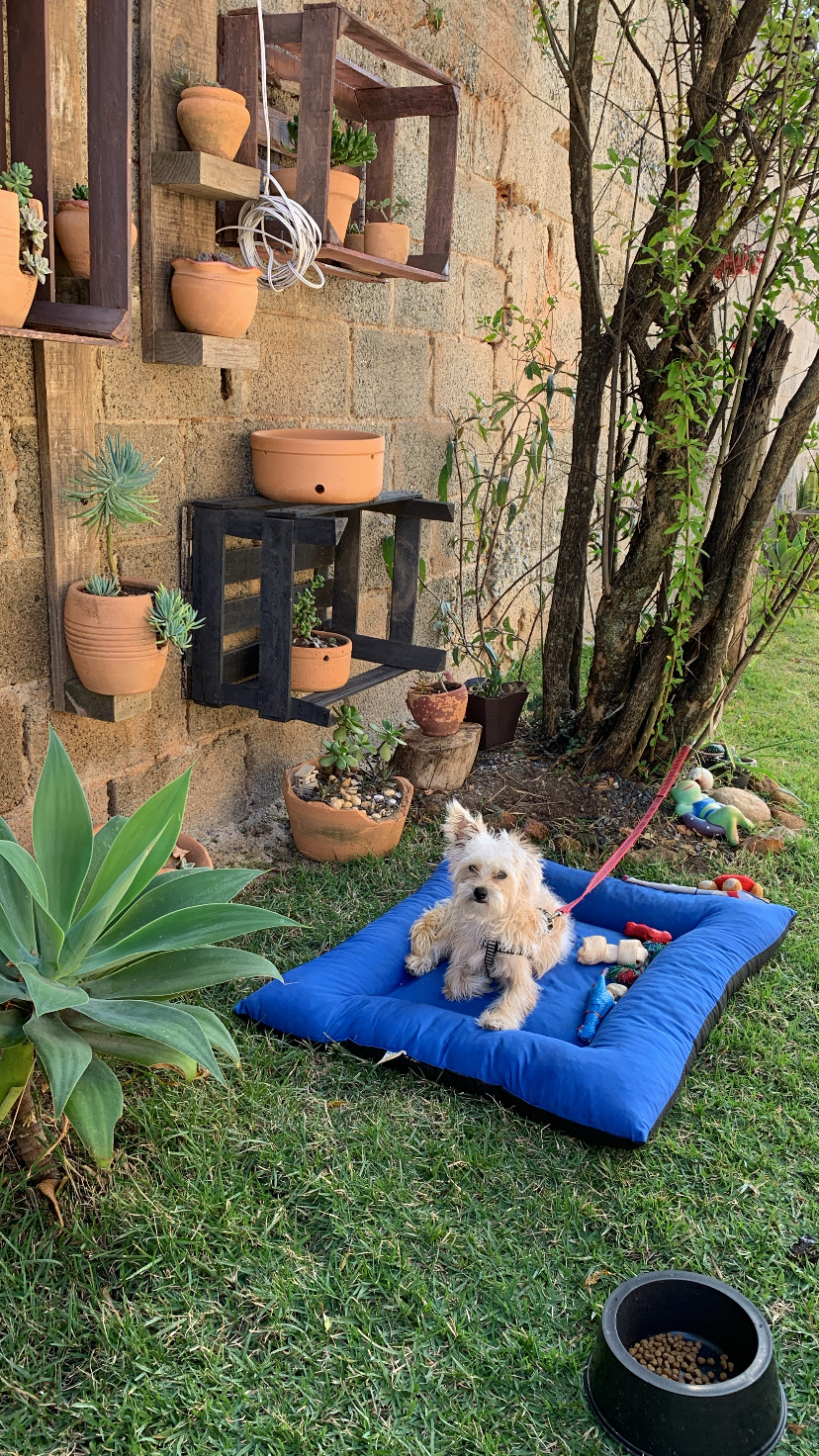 Portal Adocão Cachorro shorkie filhote  Belo Horizonte 