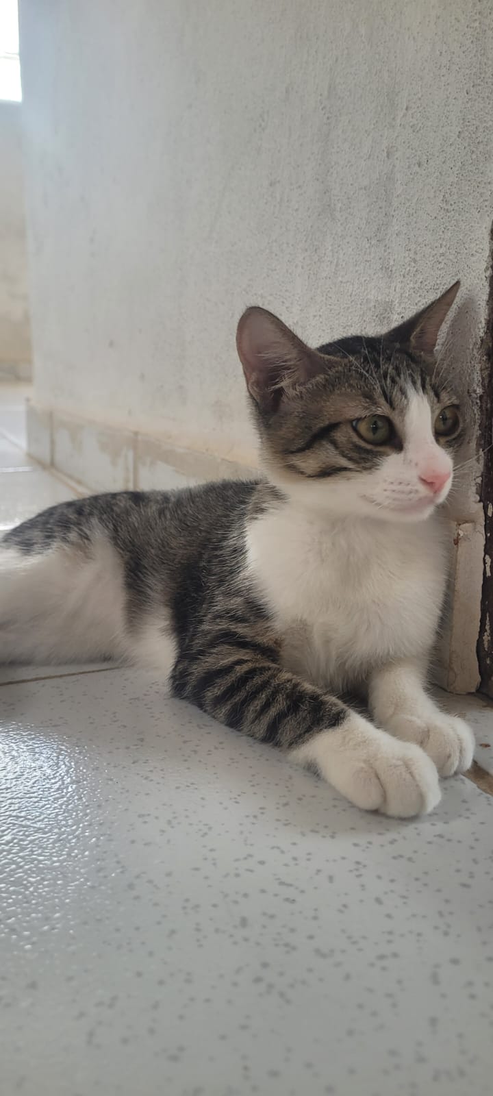 Portal Adocão Gatinha rajada para adoção  Recife