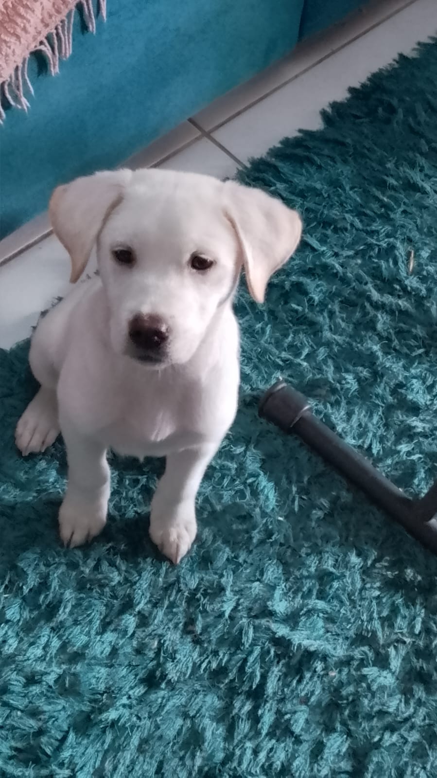 Portal Adocão Cachorro macho branco nascido em julho deste ano em Unamar Unamar
