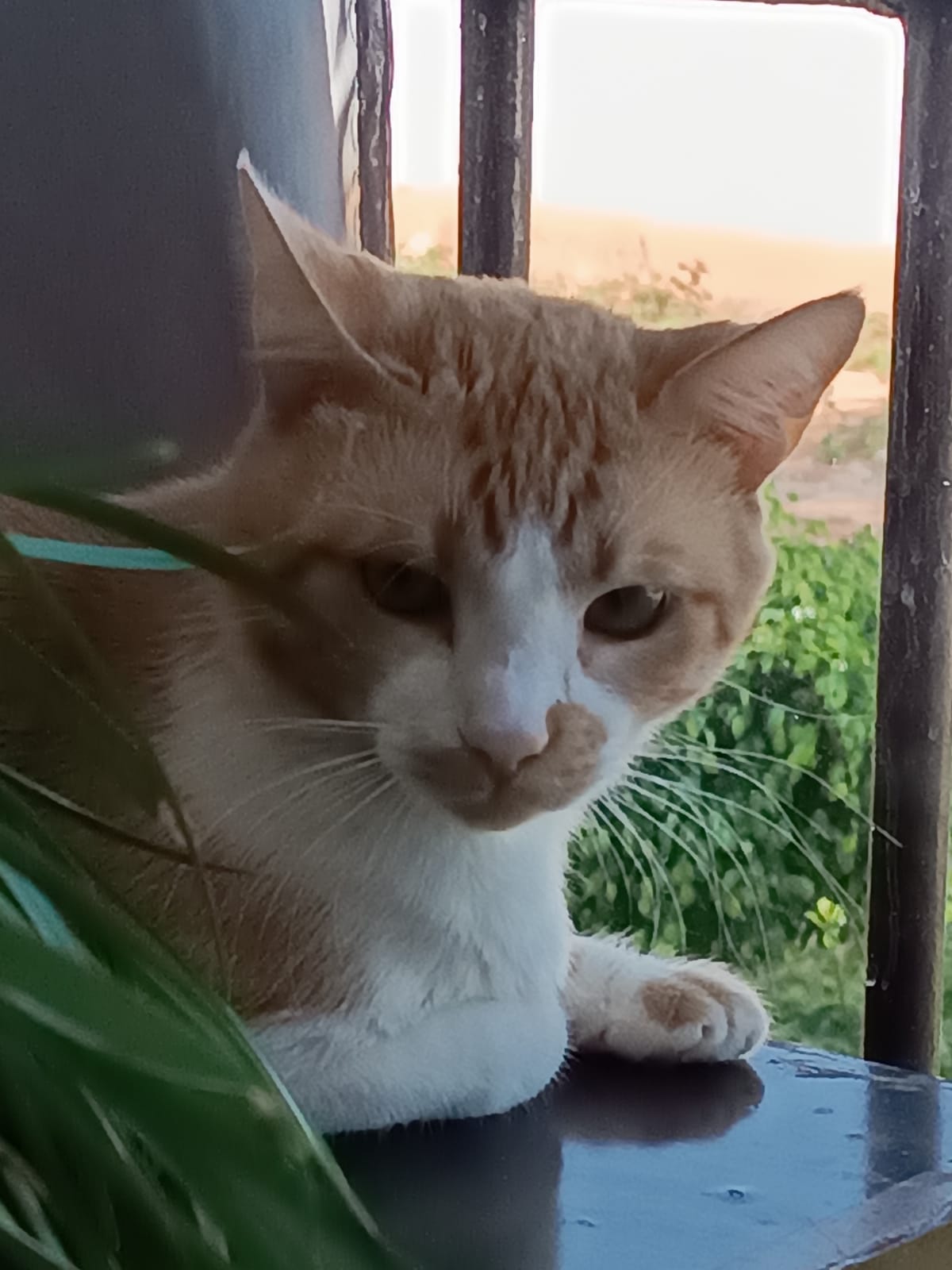 Portal Adocão Doação de gato Brasília