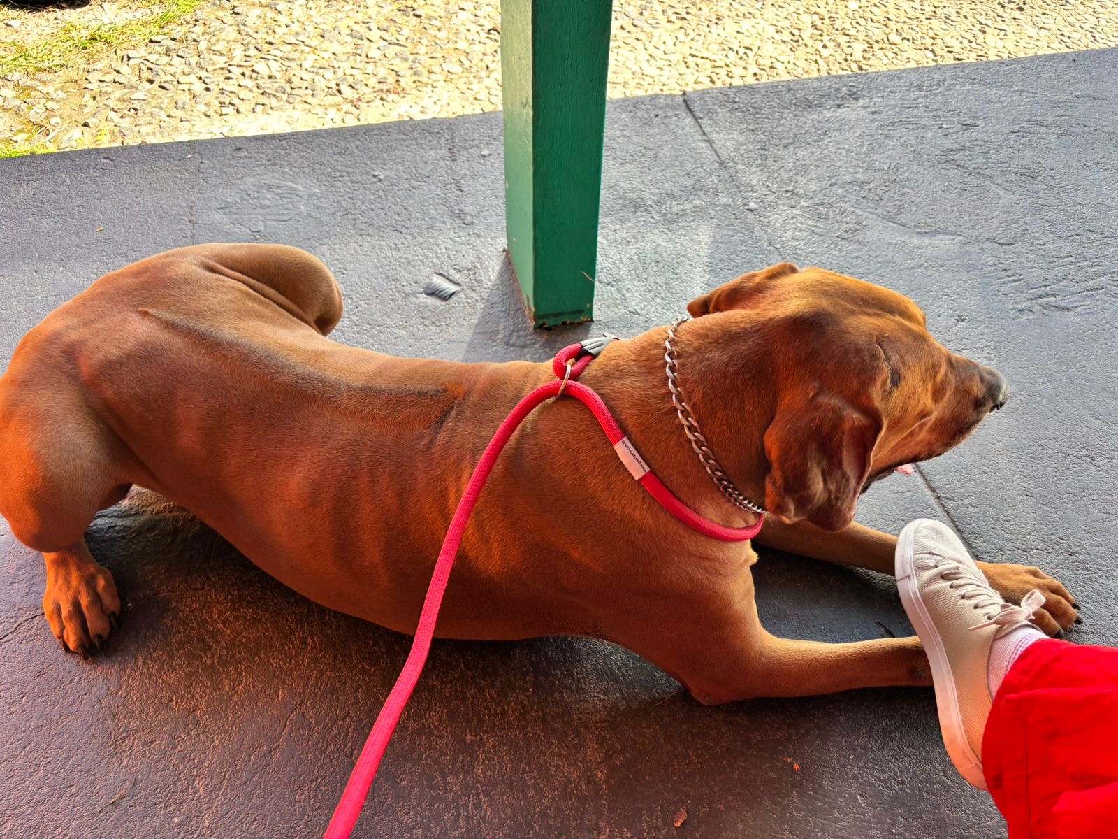 Portal Adocão Adoção Raça Rhodesiar Ridgeback fêmea  Petrópolis