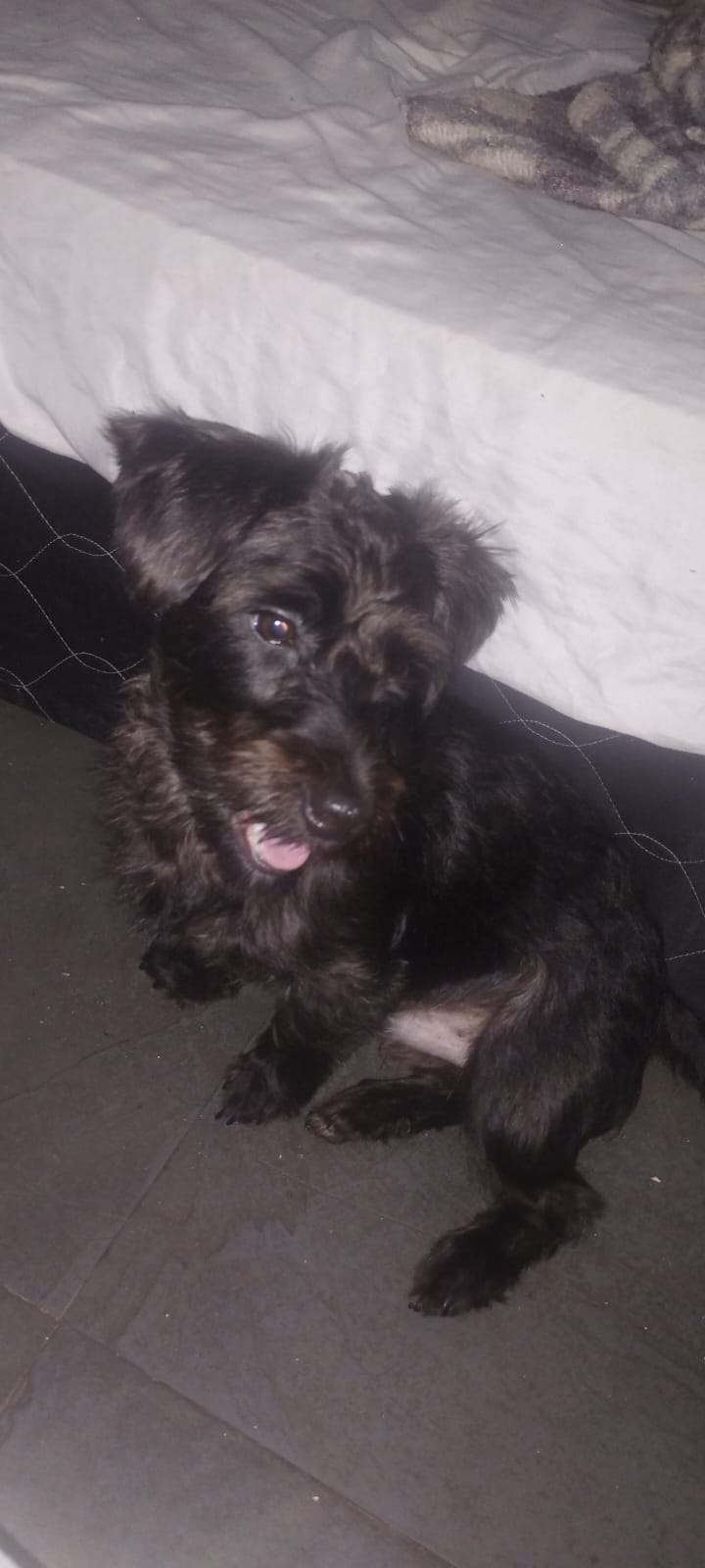 Portal Adocão adoção urgente: cão amoroso precisa de um novo lar! Osasco