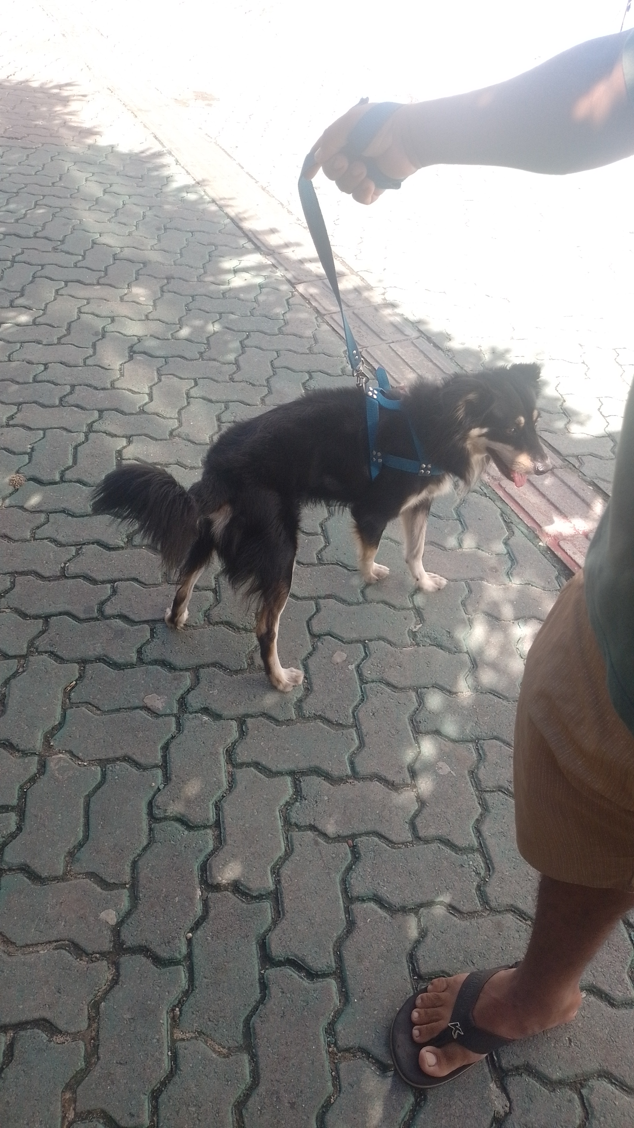 Portal Adocão Cachorro pra adoção Fortaleza