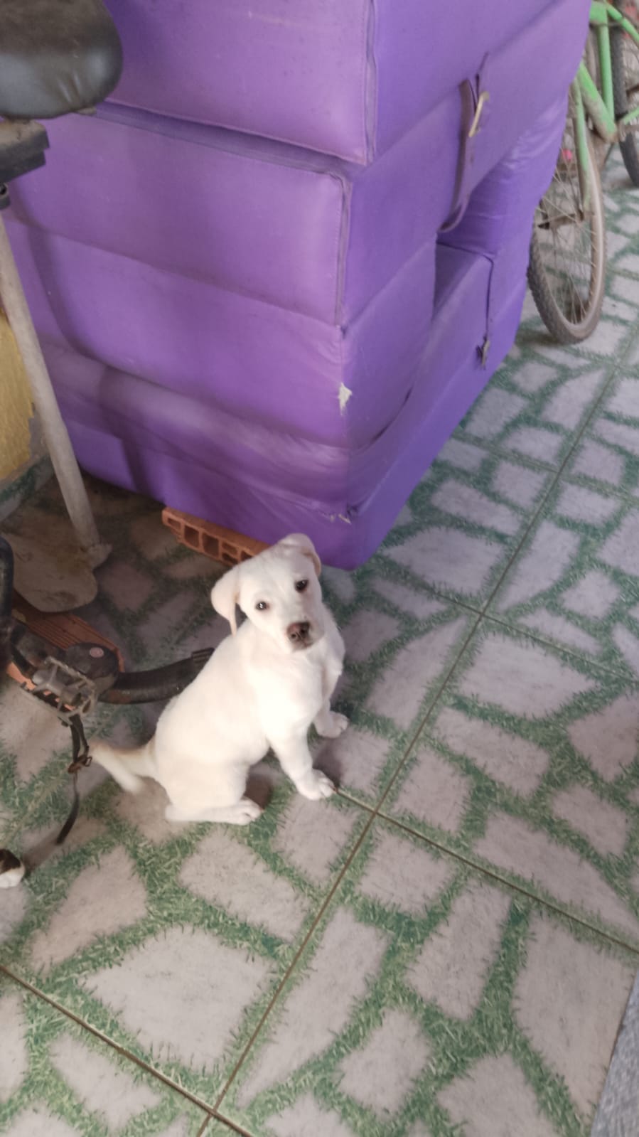 Portal Adocão Cachorro macho branco nascido em julho deste ano em Unamar Unamar