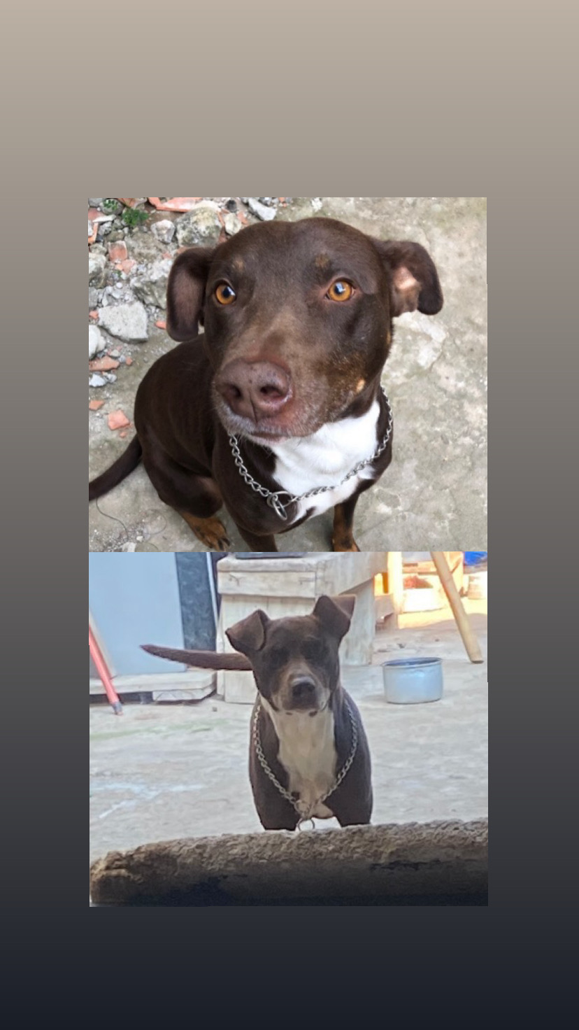 Portal Adocão Doa- se cachorro  Mogi das Cruzes 