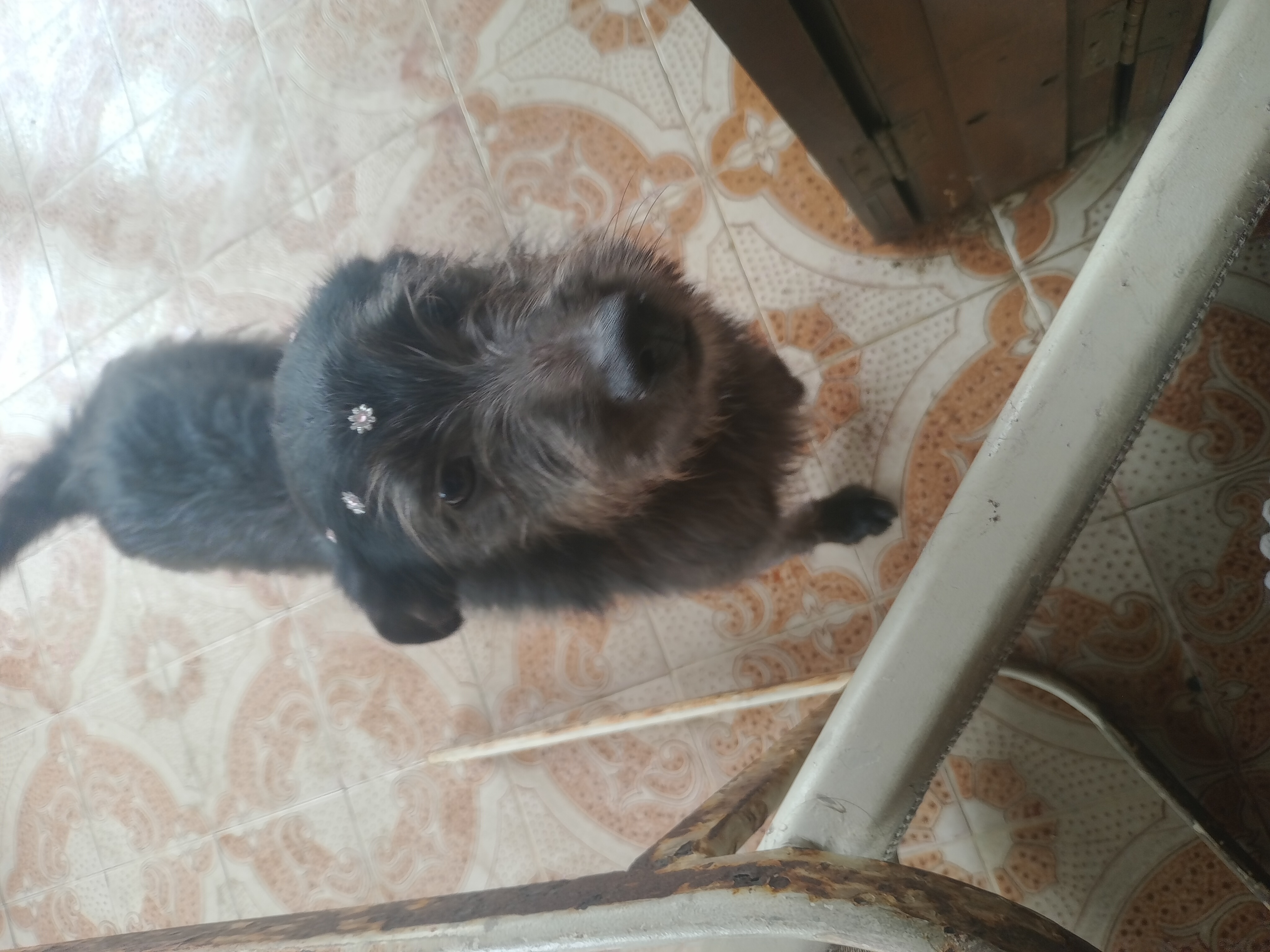 Portal Adocão Cachorrinhos para adoção  Matinhos