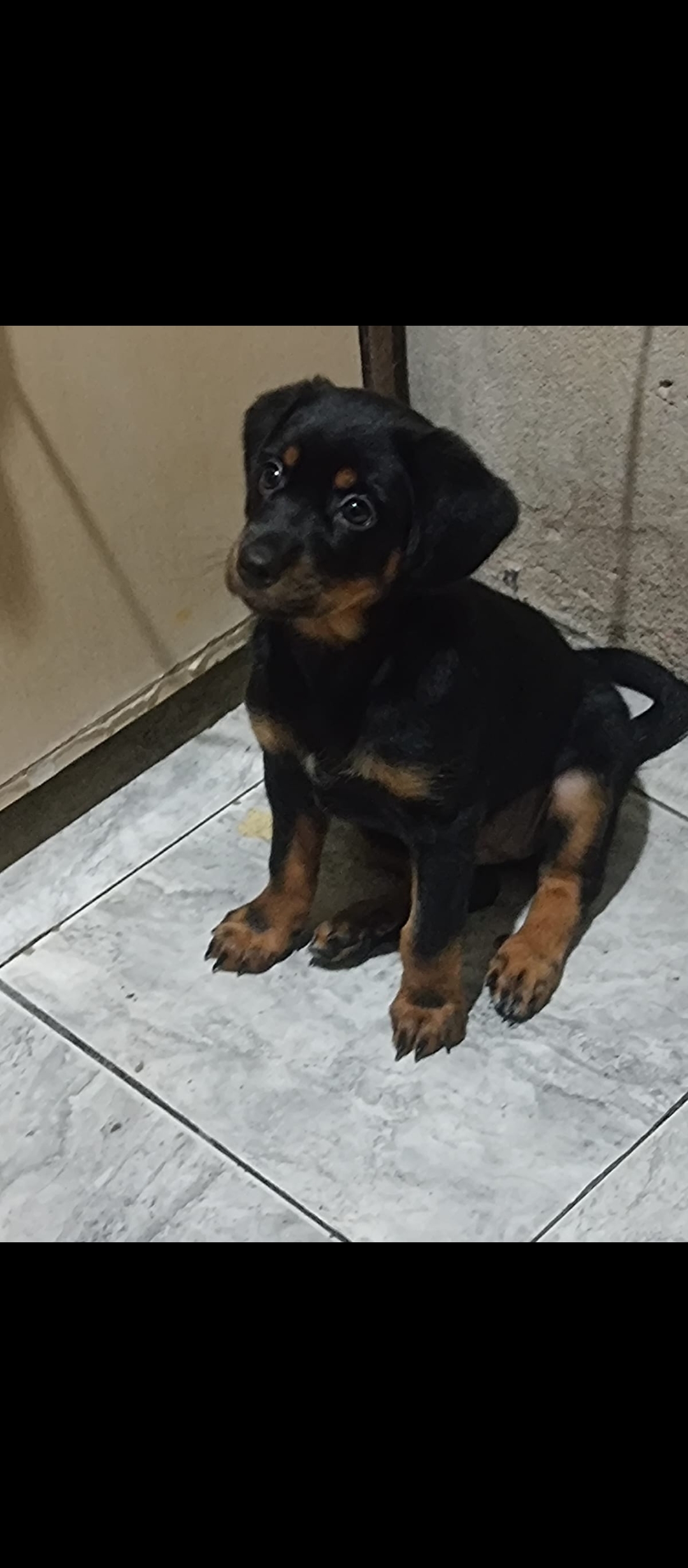 Portal Adocão Doar cachorro  São Paulo