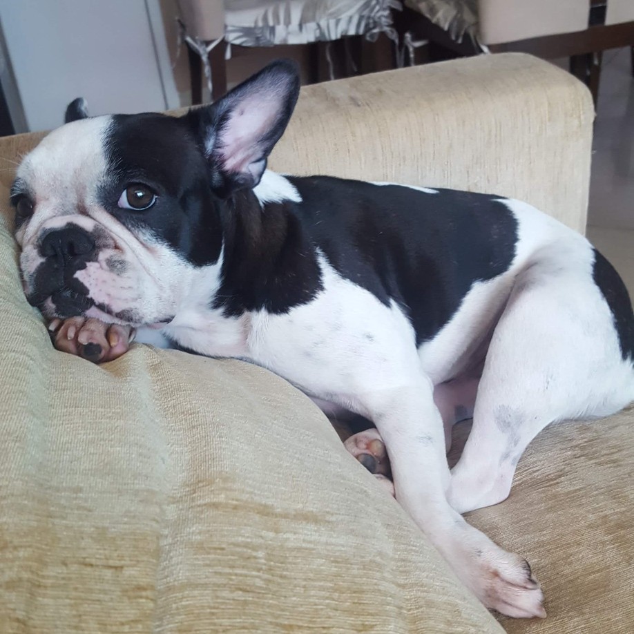 adoção de cachorro Bulldog Francês para adoção Recife