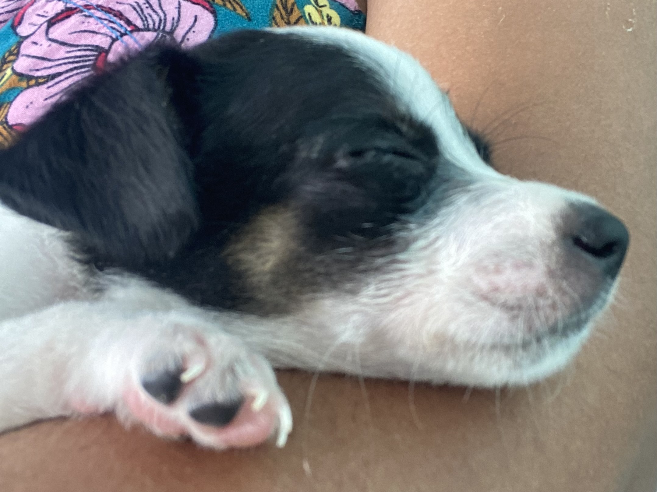 Portal Adocão Adoção  Recife