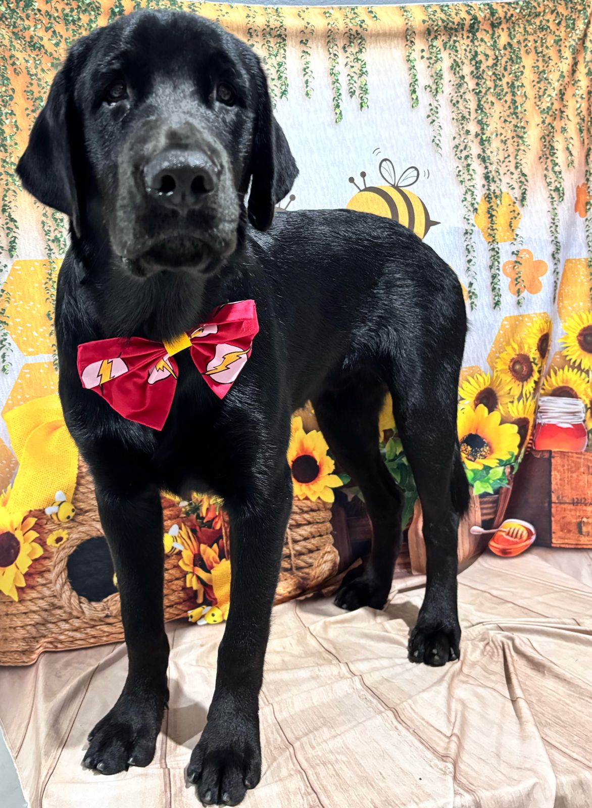 Portal Adocão Adoção labrador  Cariacica