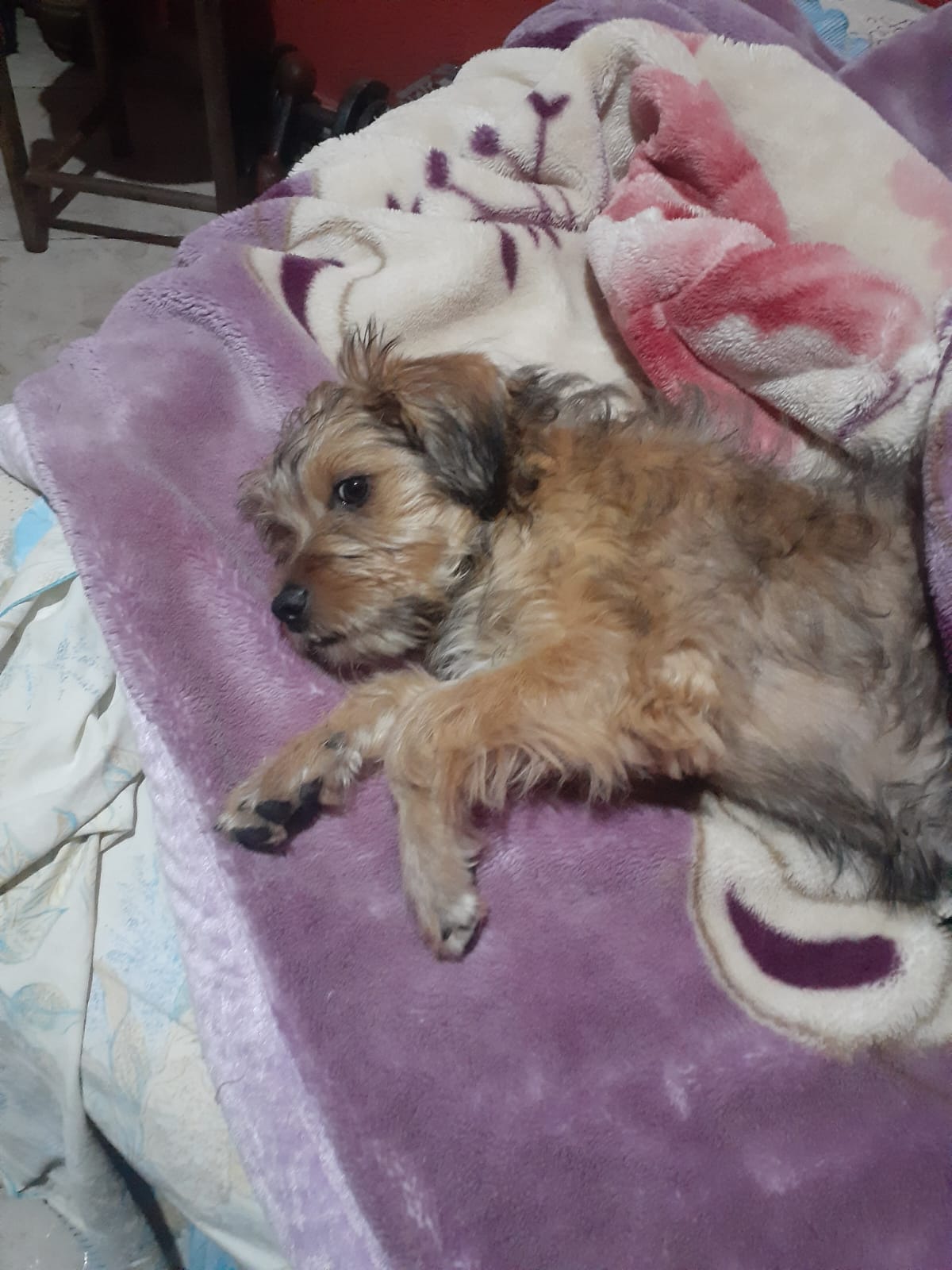 Portal Adocão Doação.  Curitiba