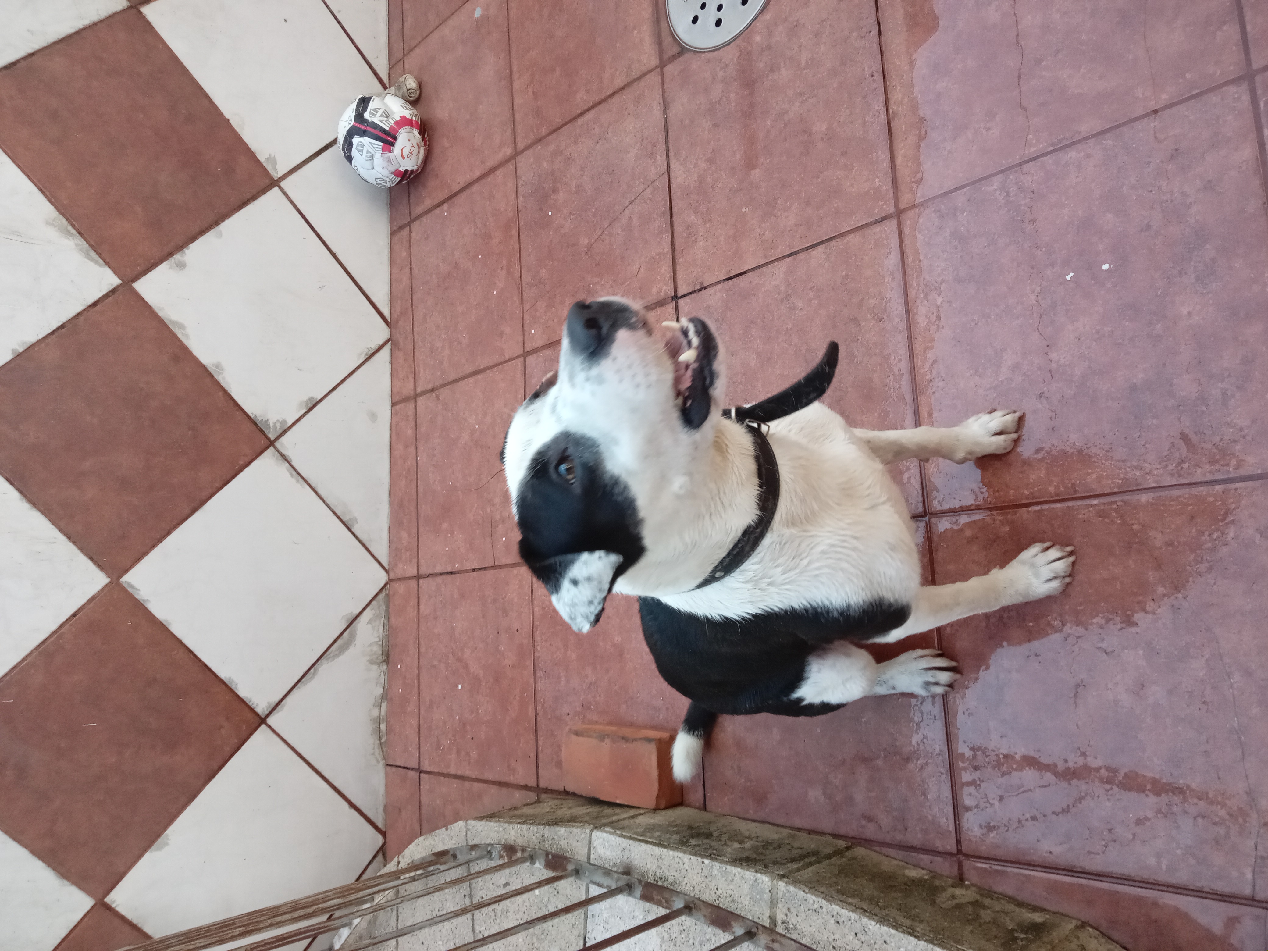 Portal Adocão Lar urgente Porto Alegre