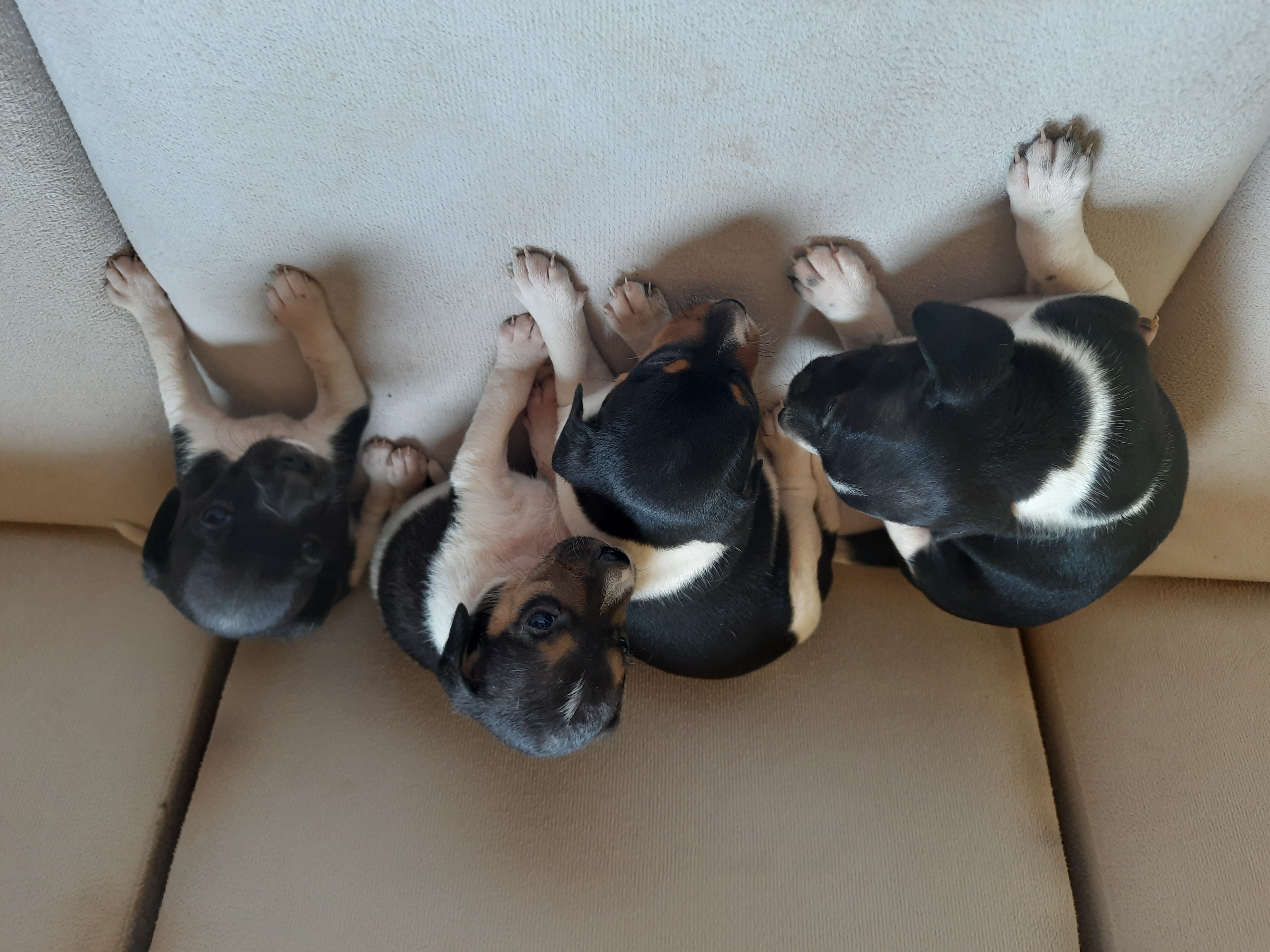 Portal Adocão Adoção de animais  Anápolis
