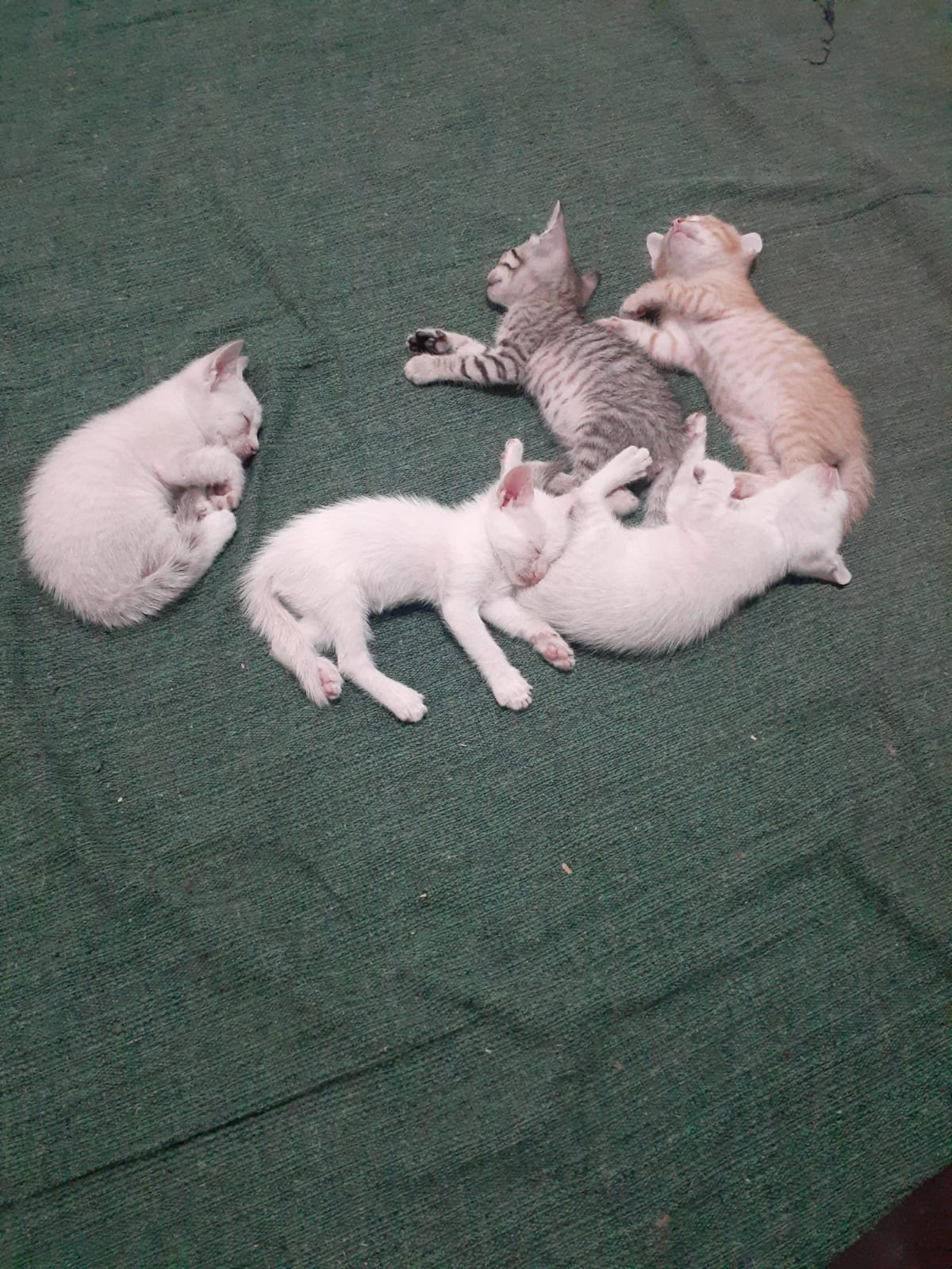 Portal Adocão Doação de filhotes de gatos  São Luís Maranhão 