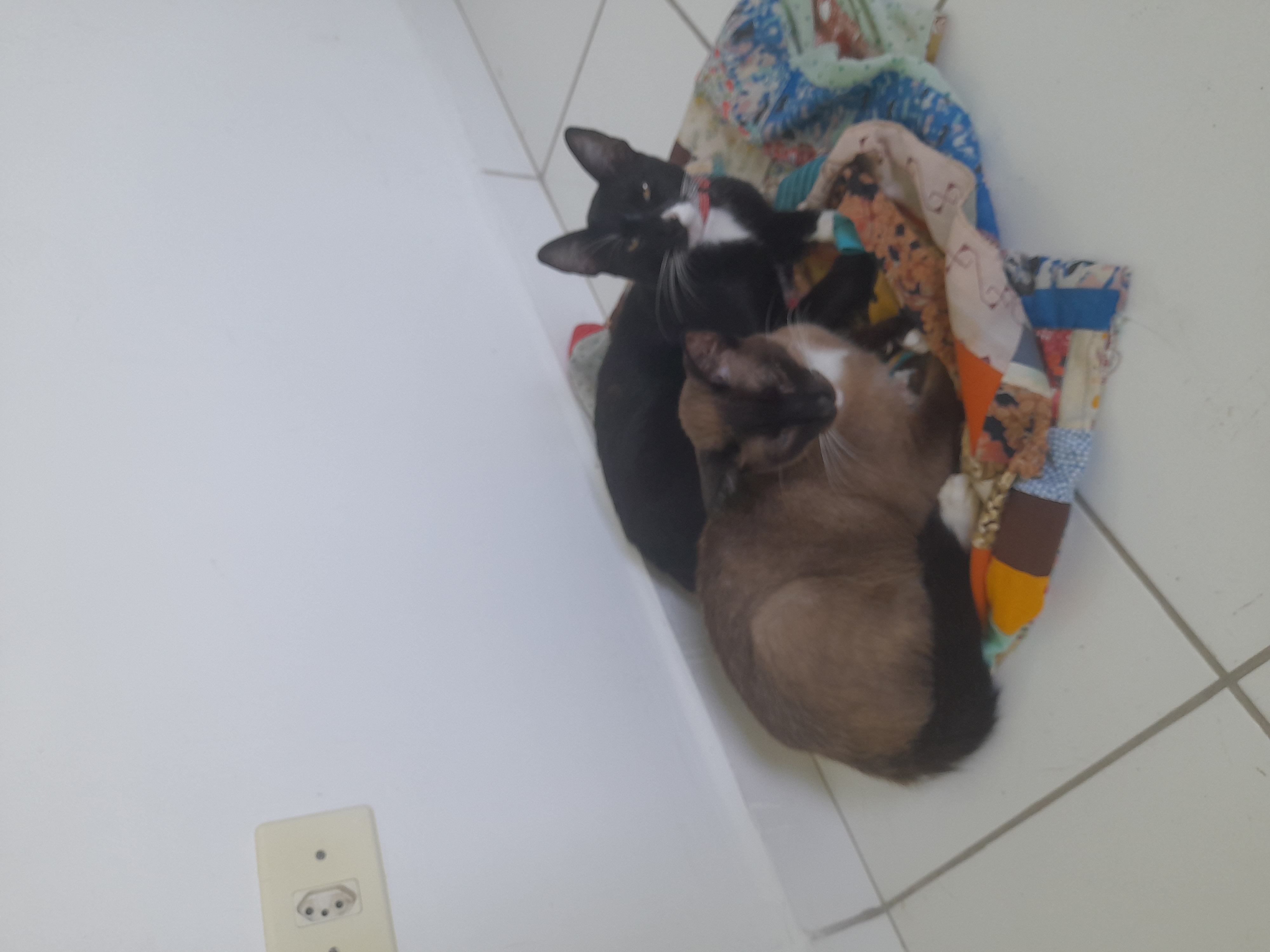 Portal Adocão Dois gatinhos abandonados  São Bernardo do Campo 