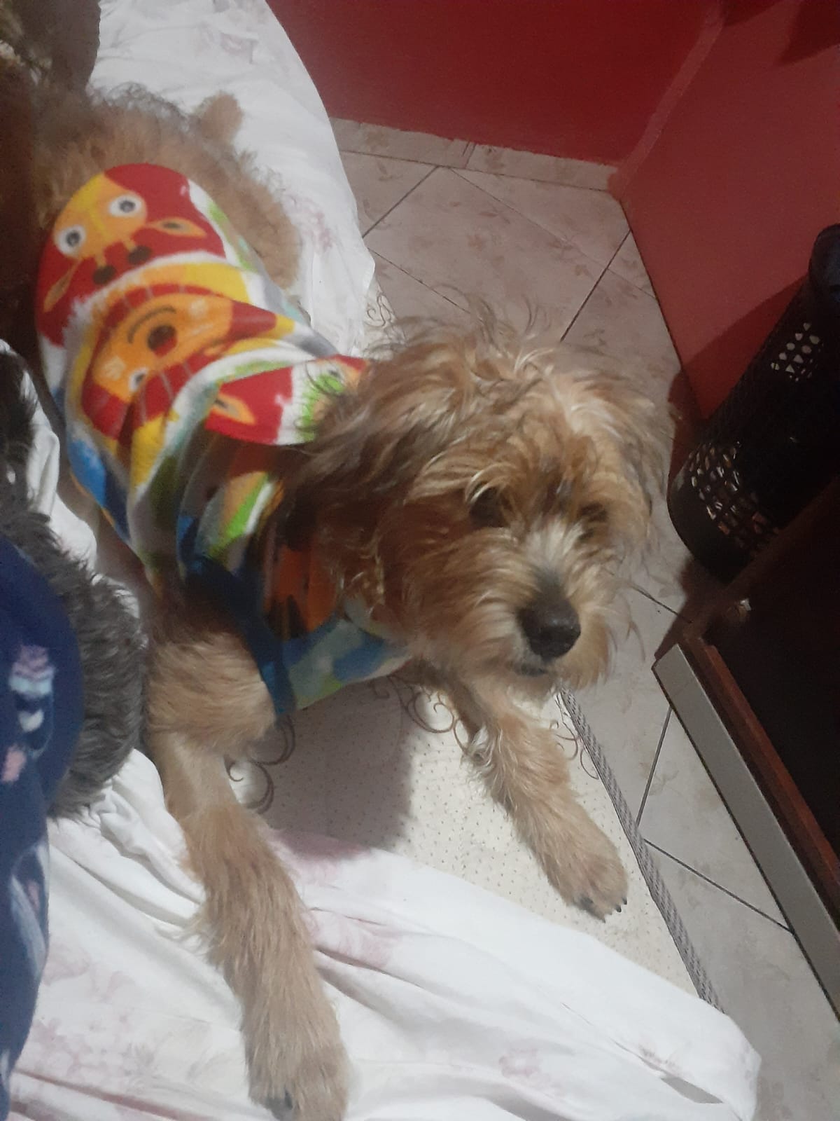 Portal Adocão Doação.  Curitiba