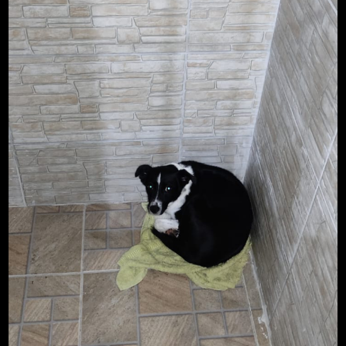 Portal Adocão Cachorrinha fêmea sem raça definida  Nilopolis