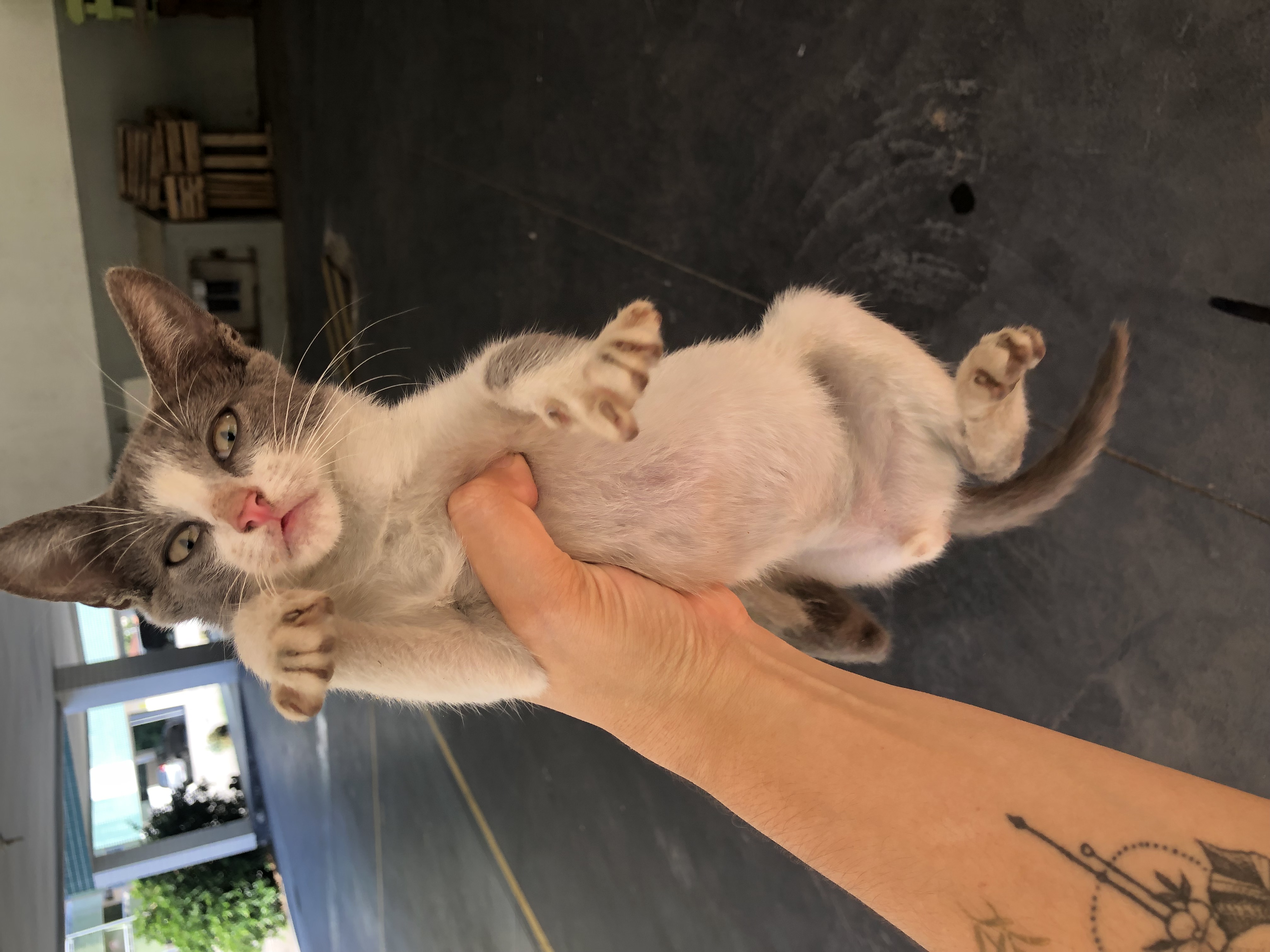 Portal Adocão Adoção gatinhas femeas  Nova Iguaçu