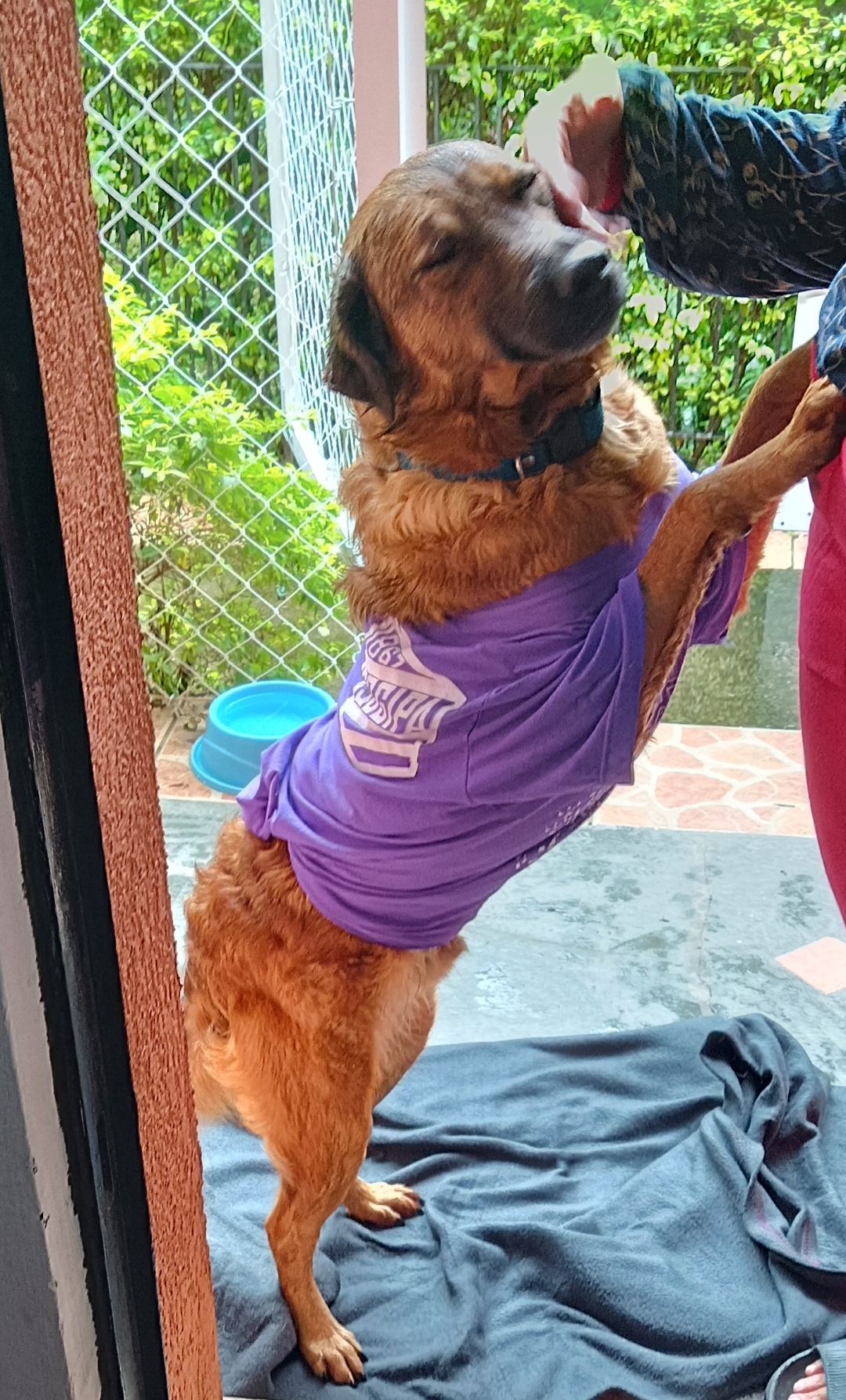Portal Adocão Cachorro resgatado procura lar amoroso Porto Alegre 
